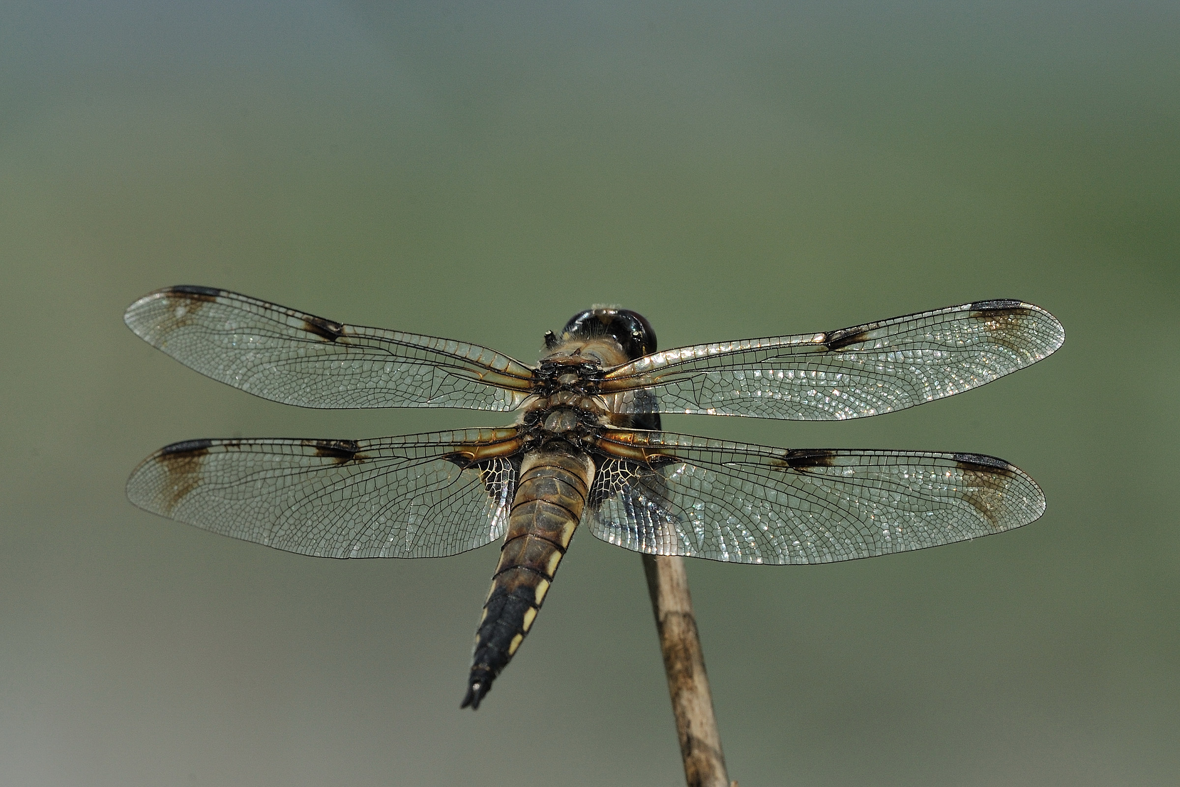 Quadrimaculate dragonfly