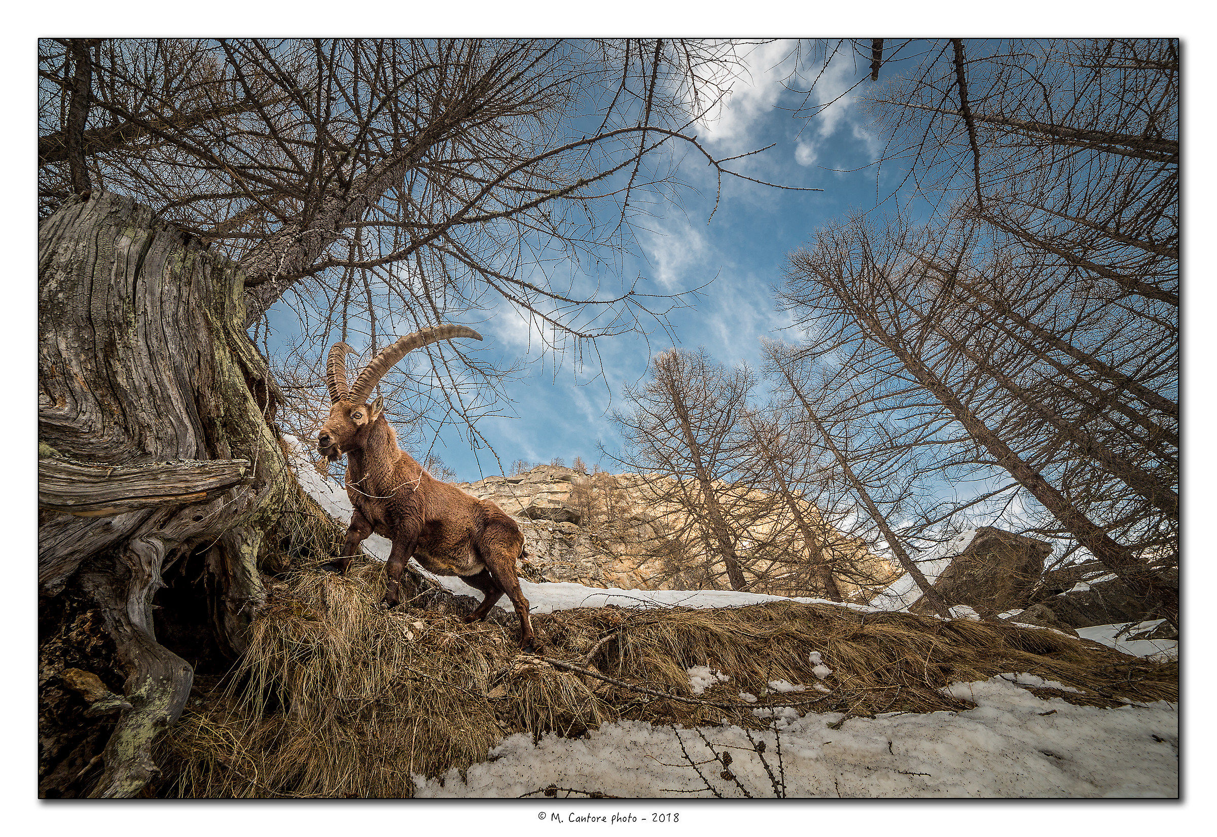 Ibex at 14mm - 2