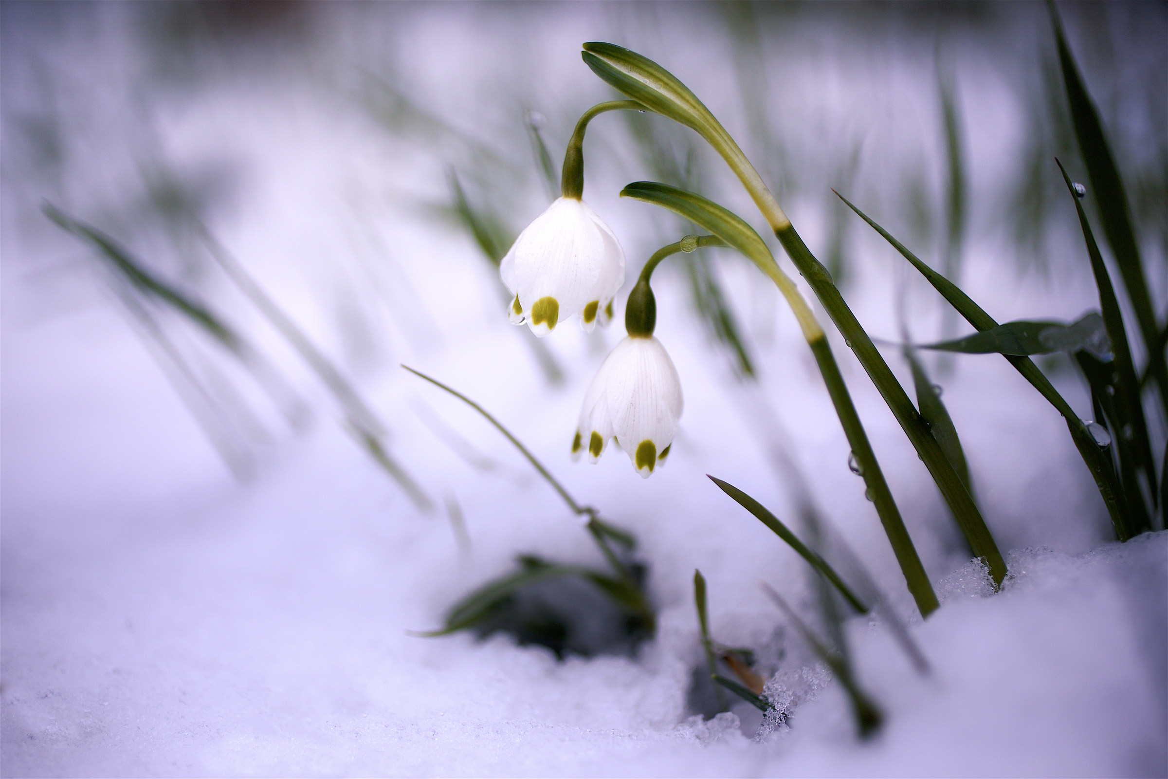 Eccoli stanno per arrivare