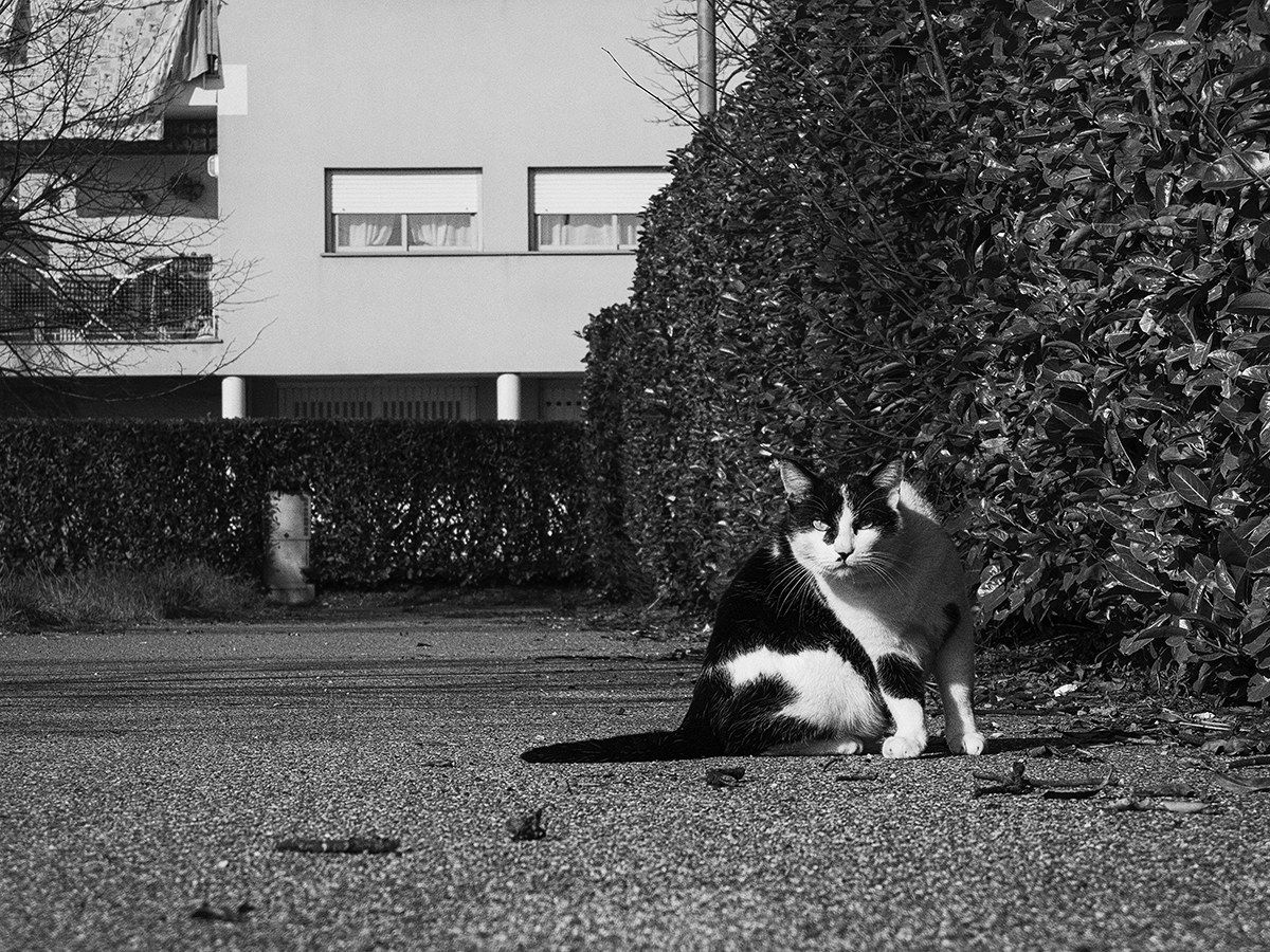 The master of the street