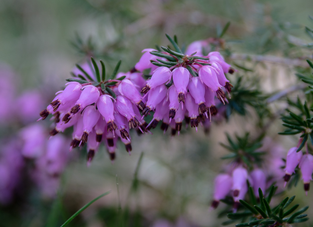 Erica in bloom