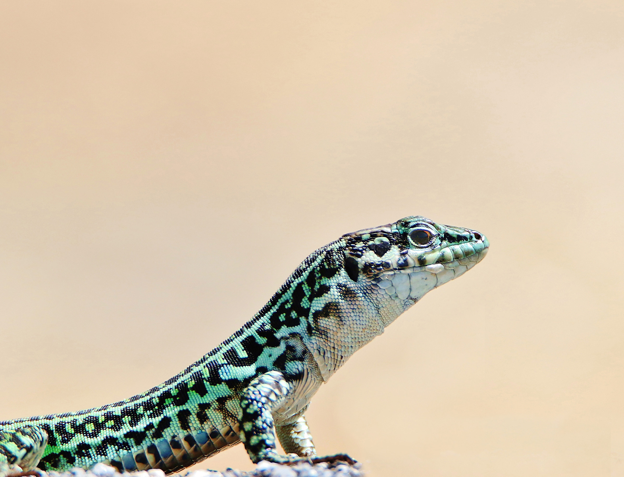 Lizard - Lacertilia -