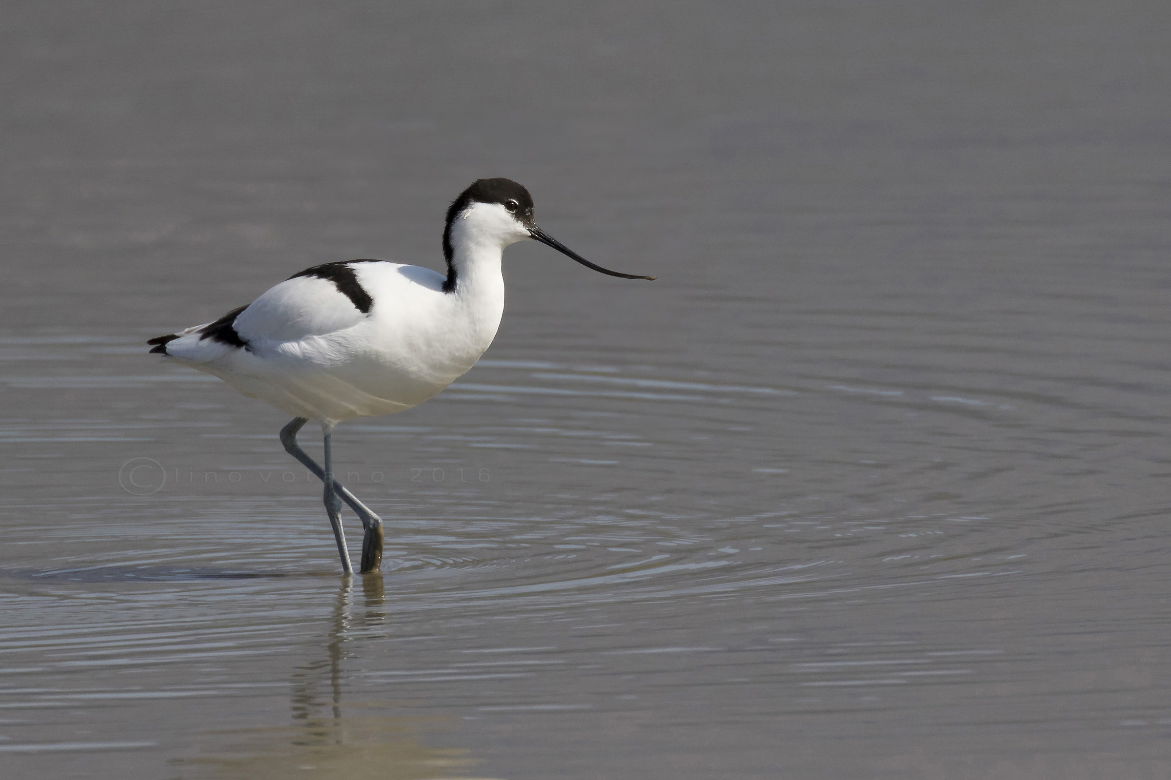 Avocetta (Recurvirostra)