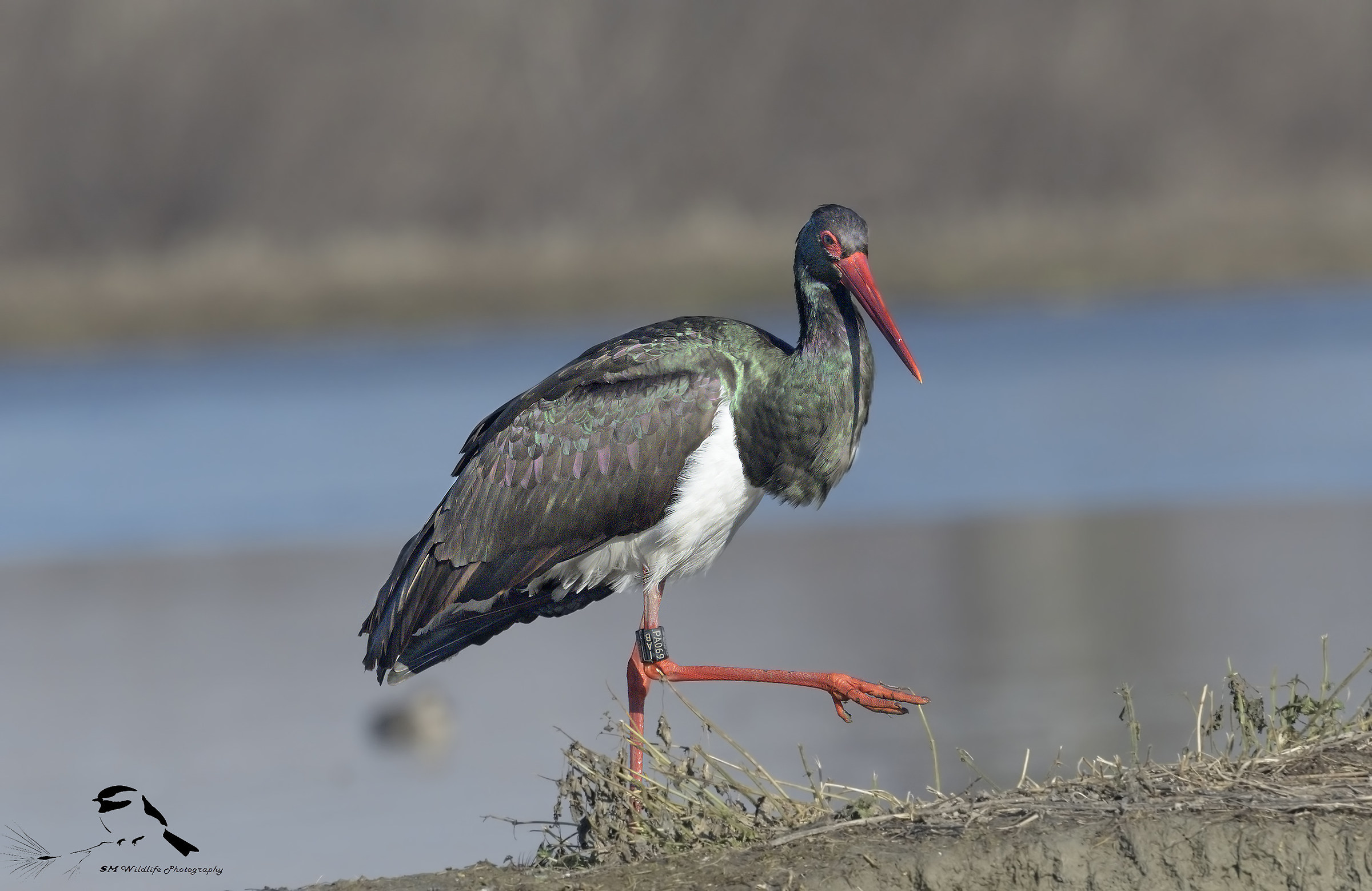 Scrambling on the Riva