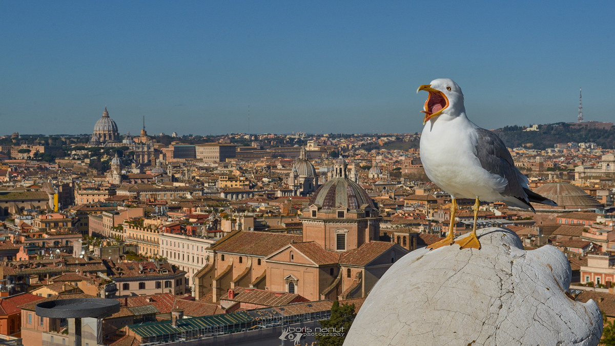 Il ruggito del gabbiano