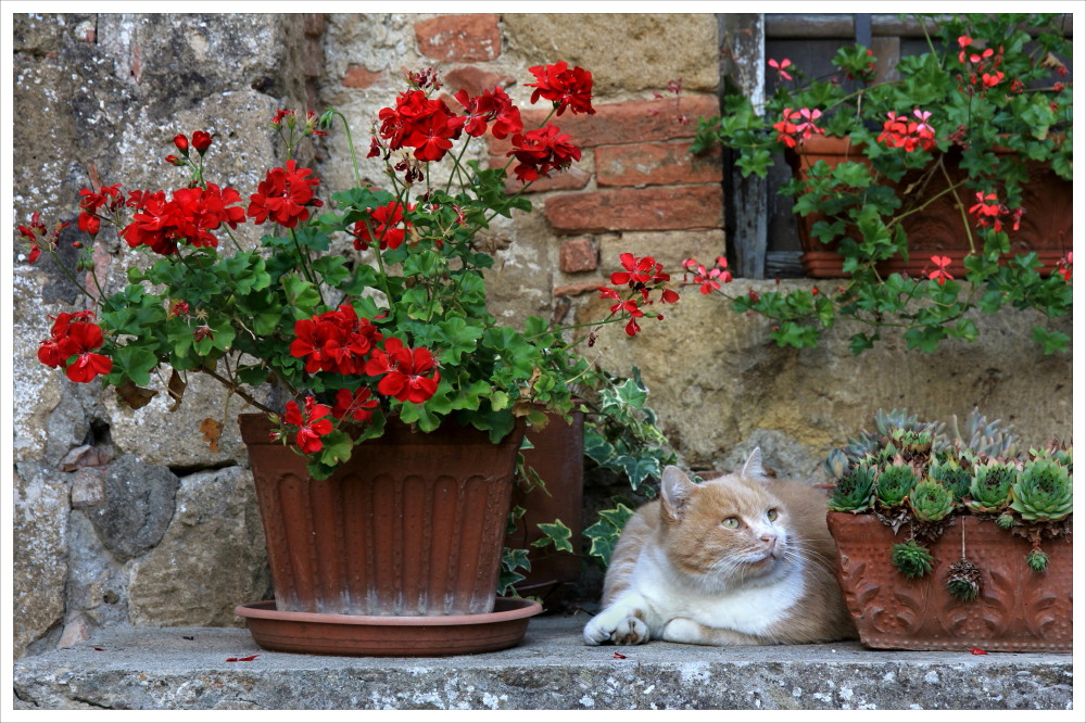 Un gatto in posa a Monticchiello