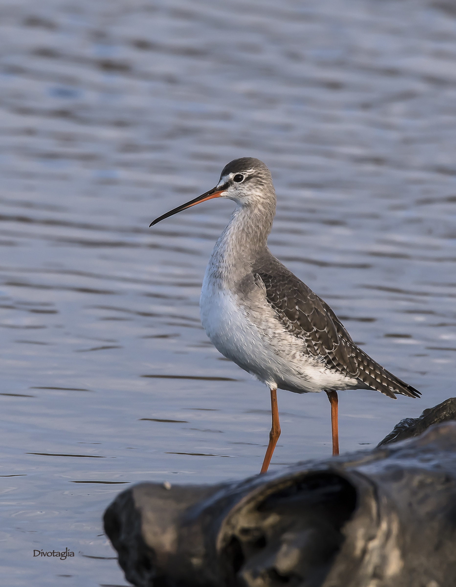 Totano moro in abito invernale