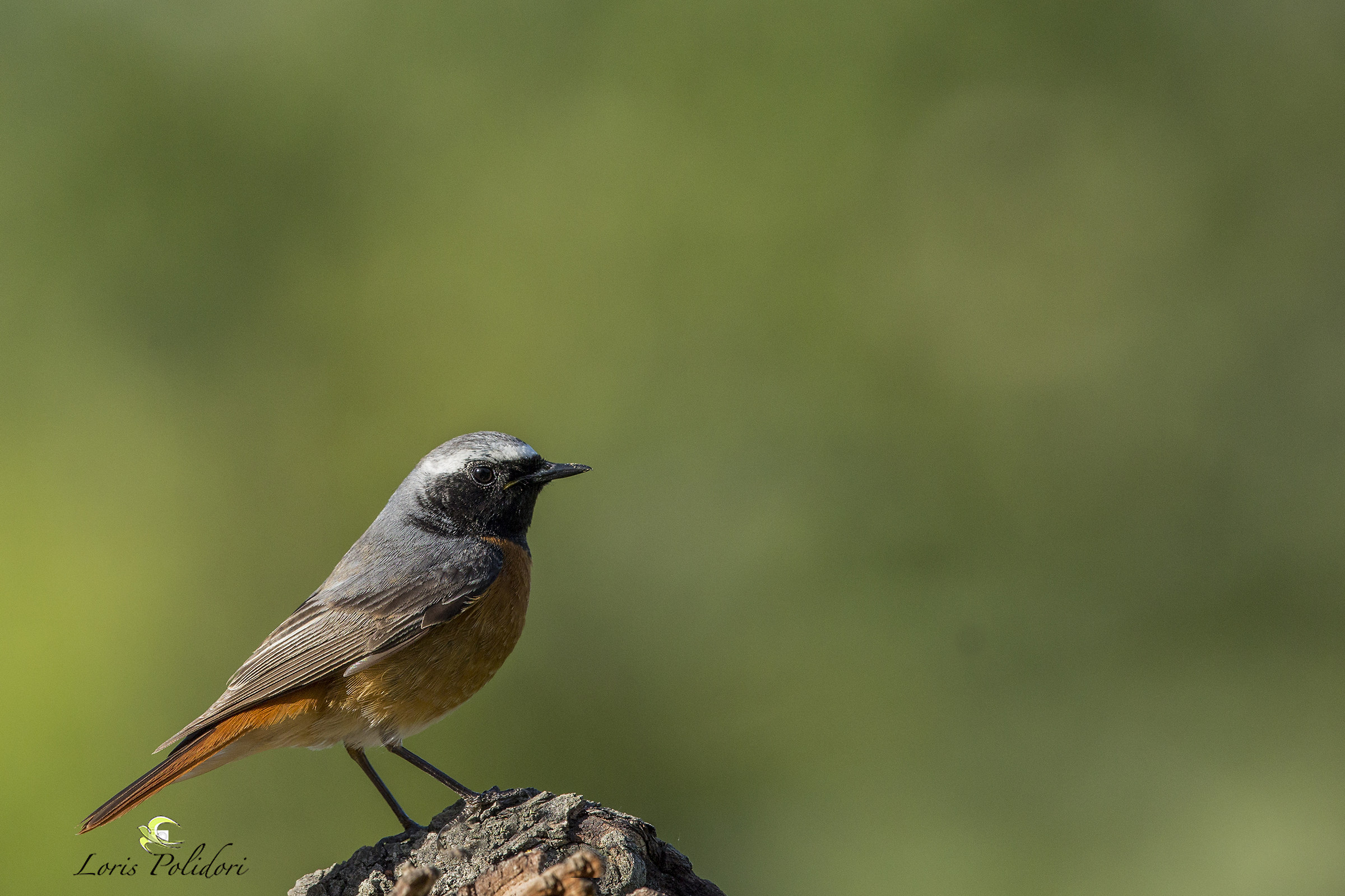 redstart chimney sweep