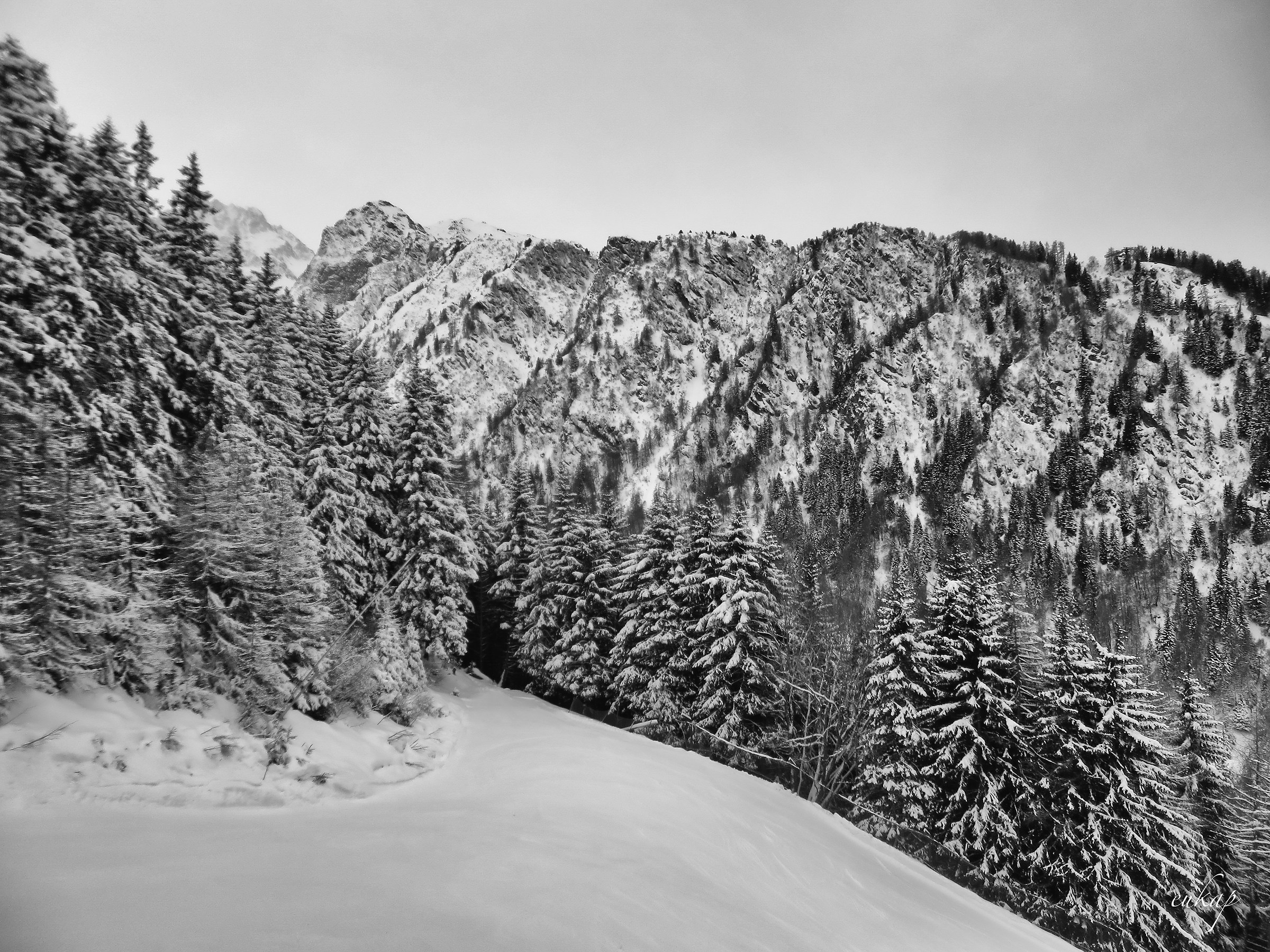 the trees and the snow
