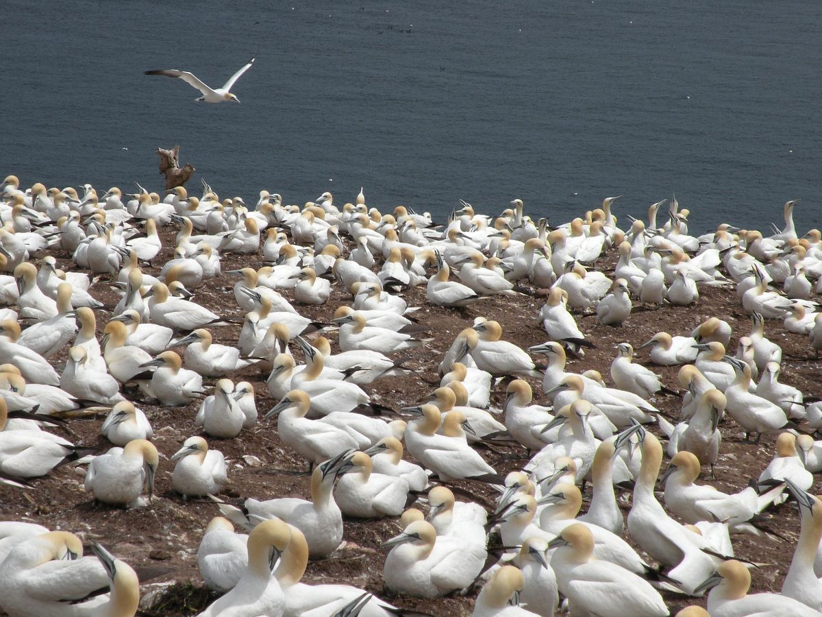 A part of the 50 thousand pairs on the island