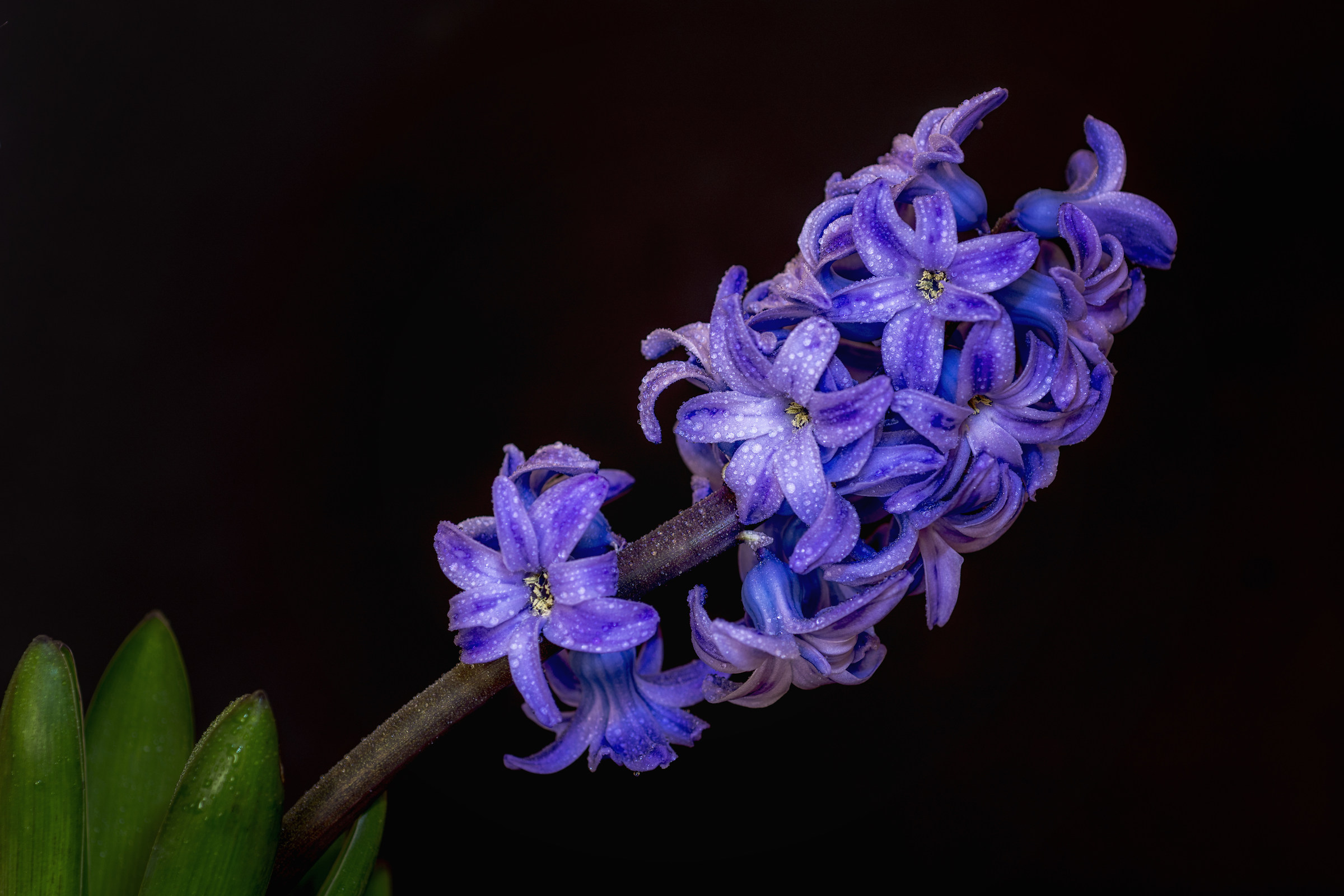 Wet Hyacinth