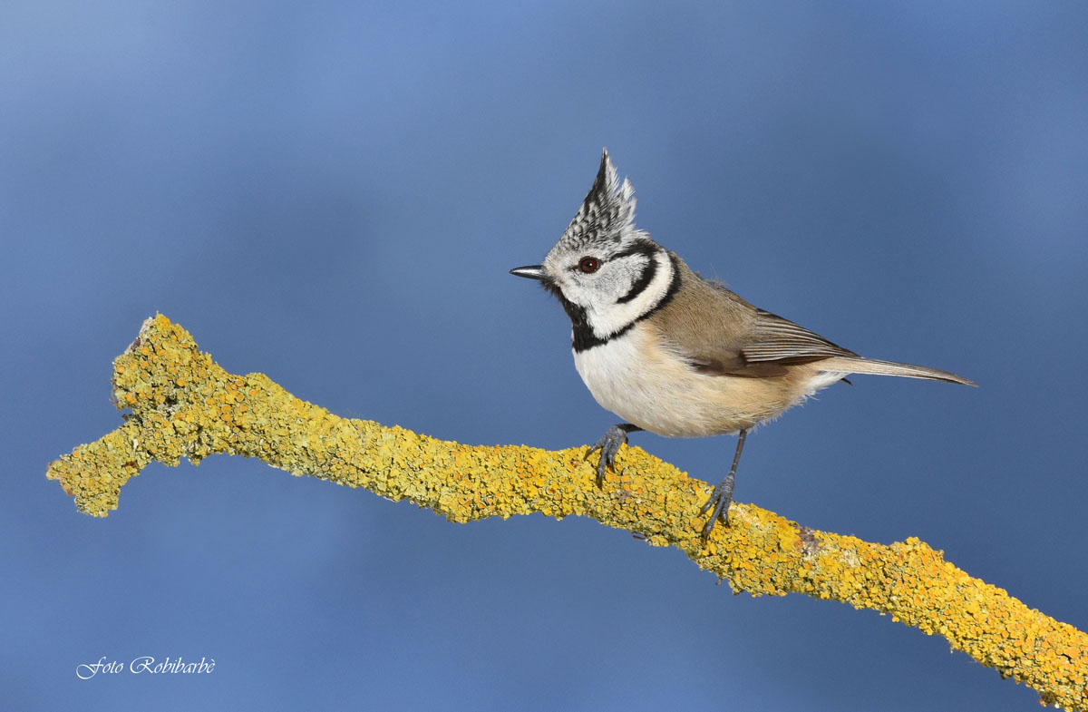 Crested tit ... with crest ...