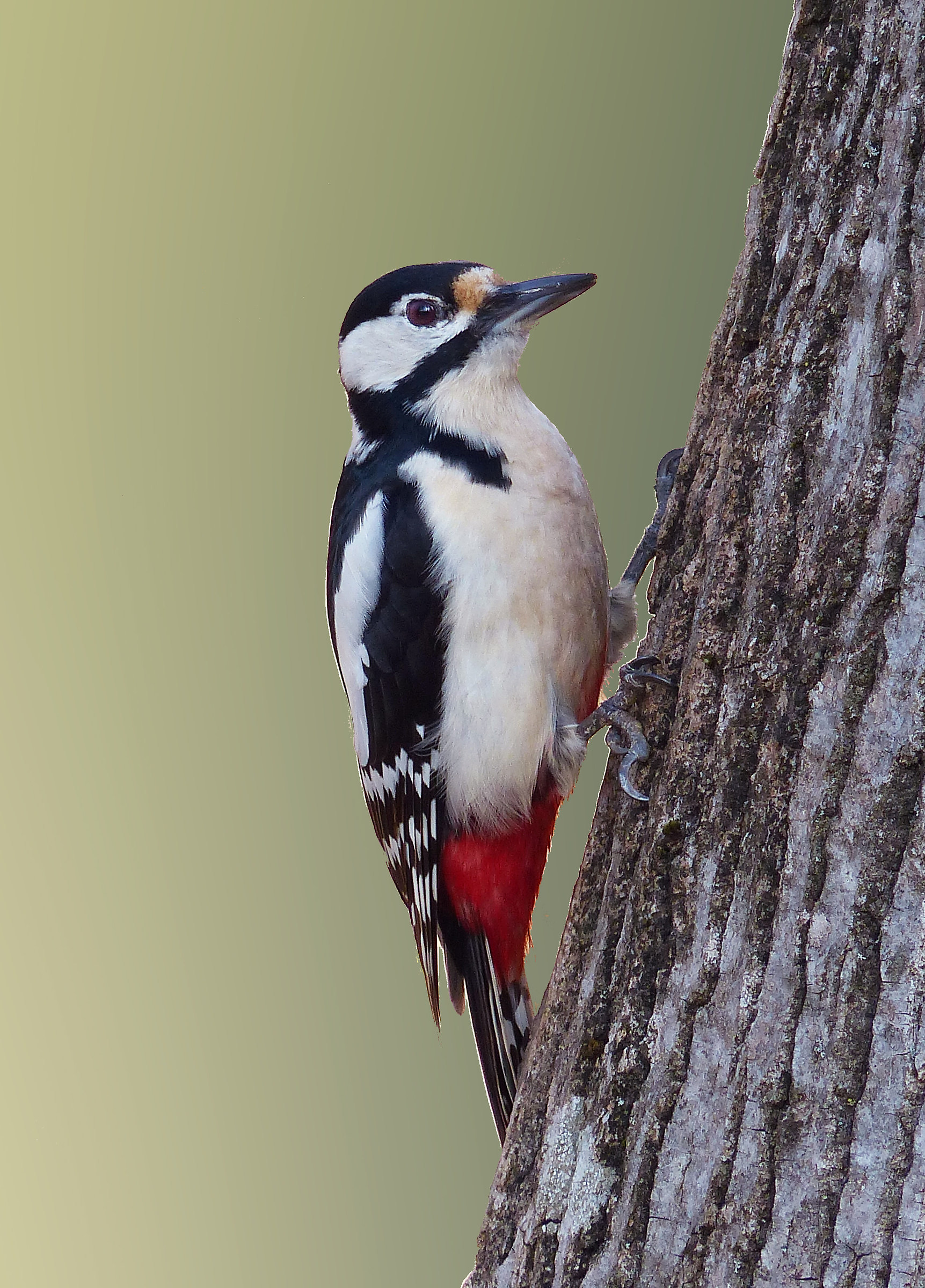 Picchio rosso maggiore