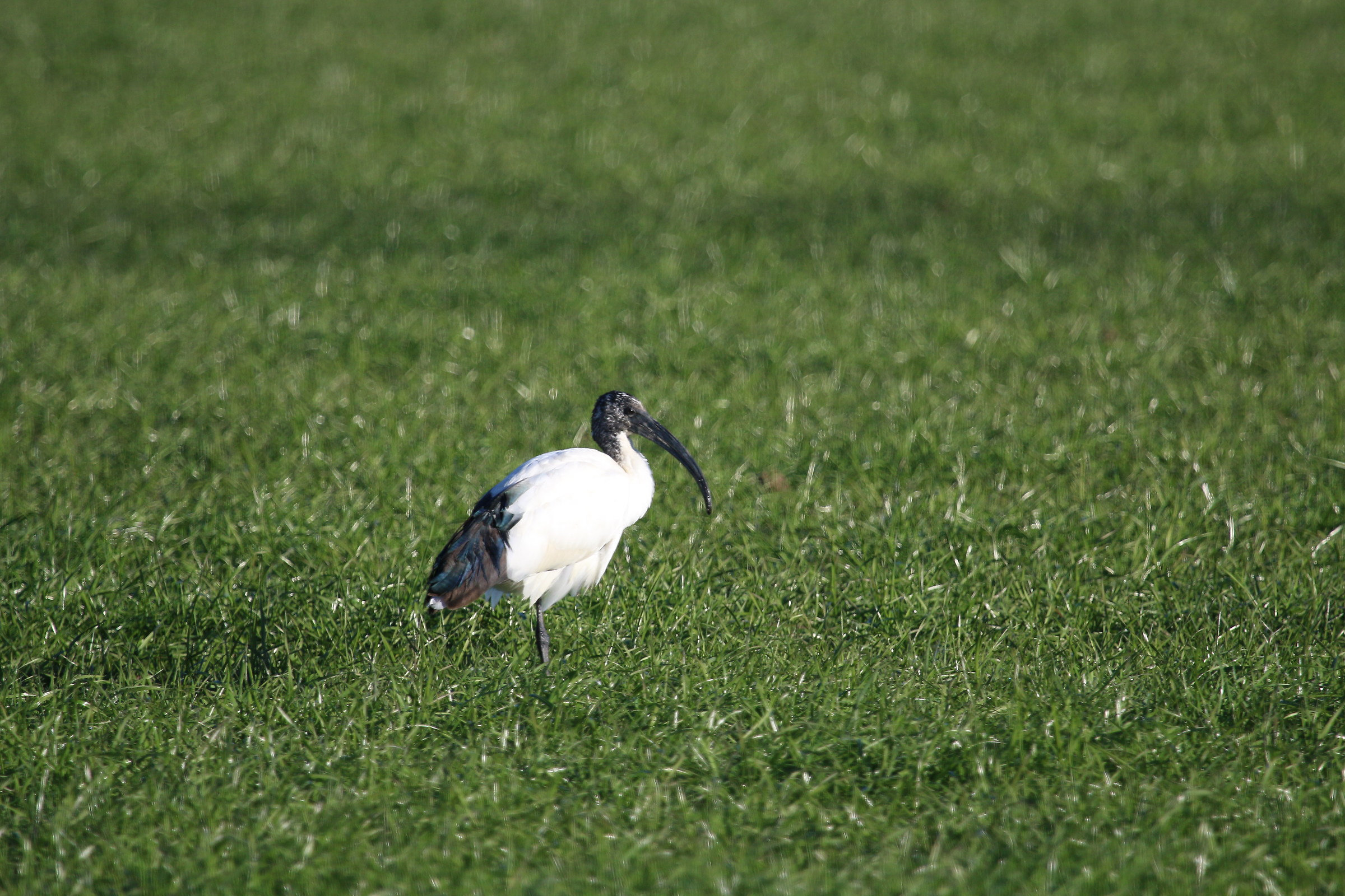Ibis sacro parco agricolo sud milano
