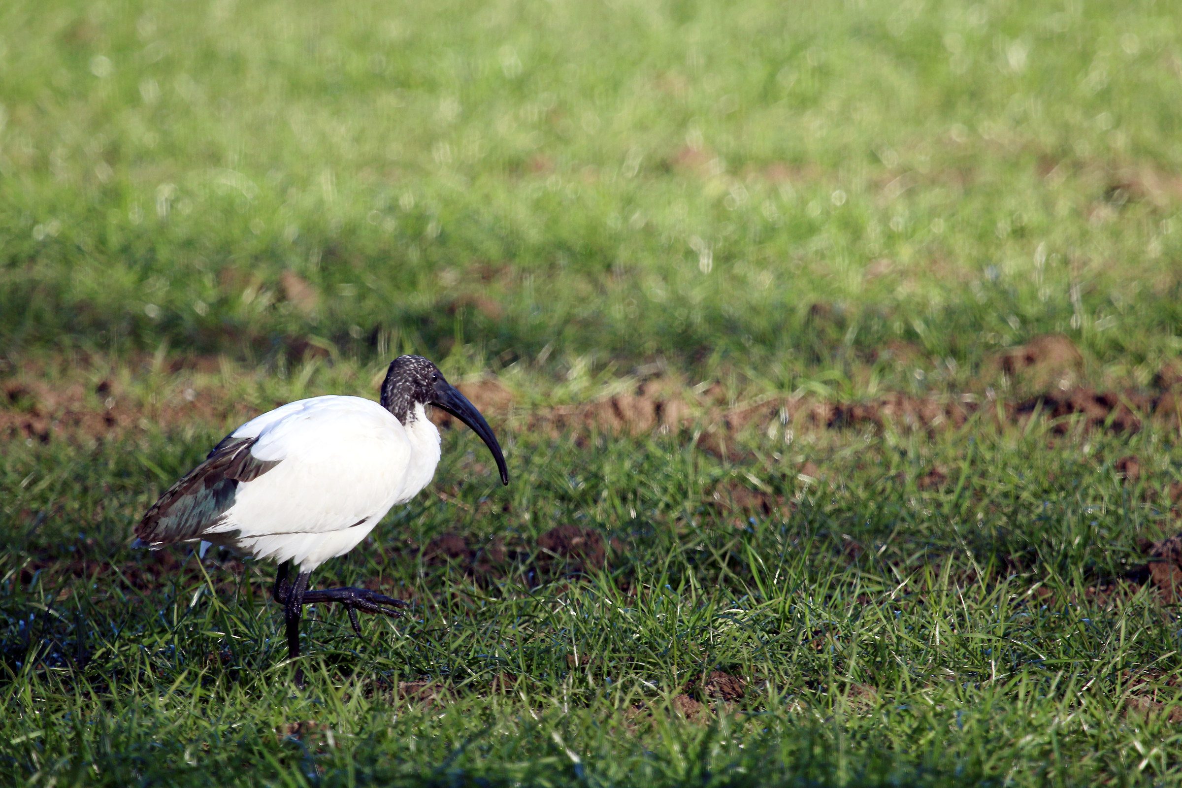 Ibis sacred agricultural park south Milan