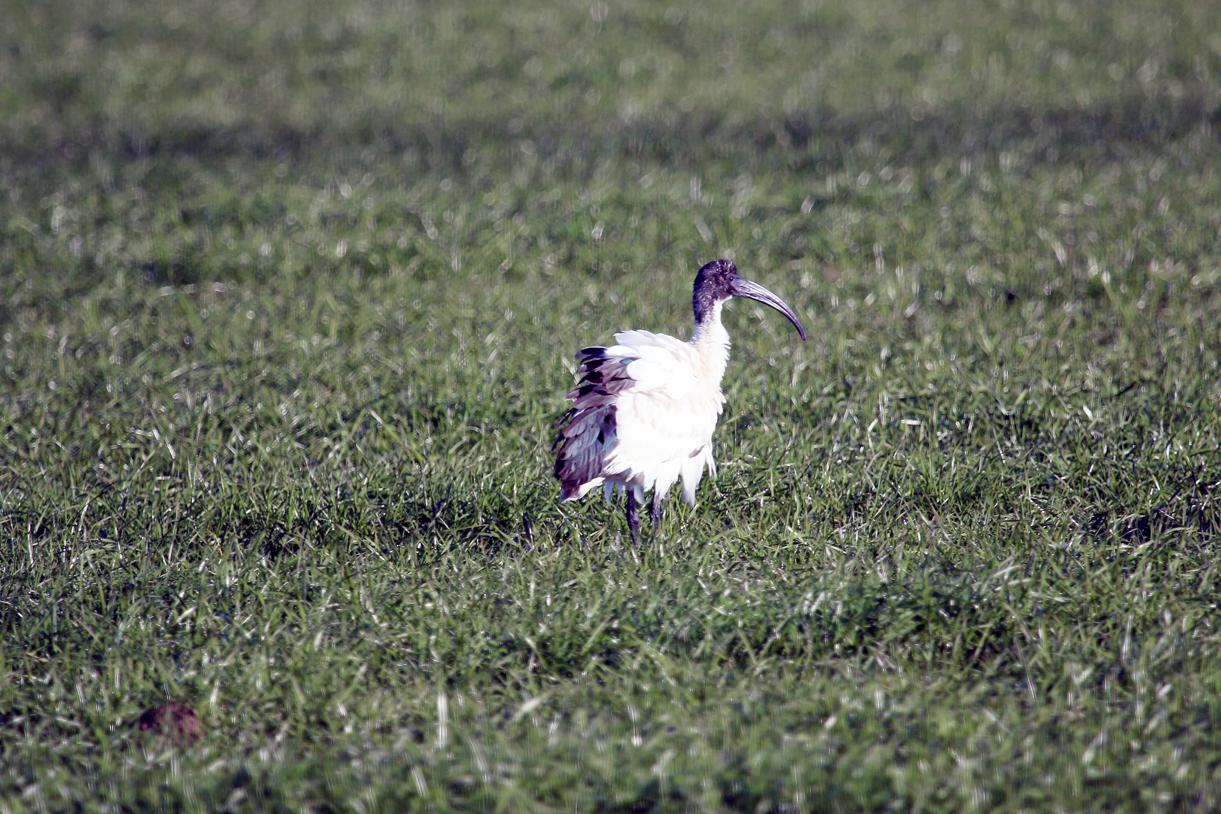 Ibis sacro parco agricolo sud milano