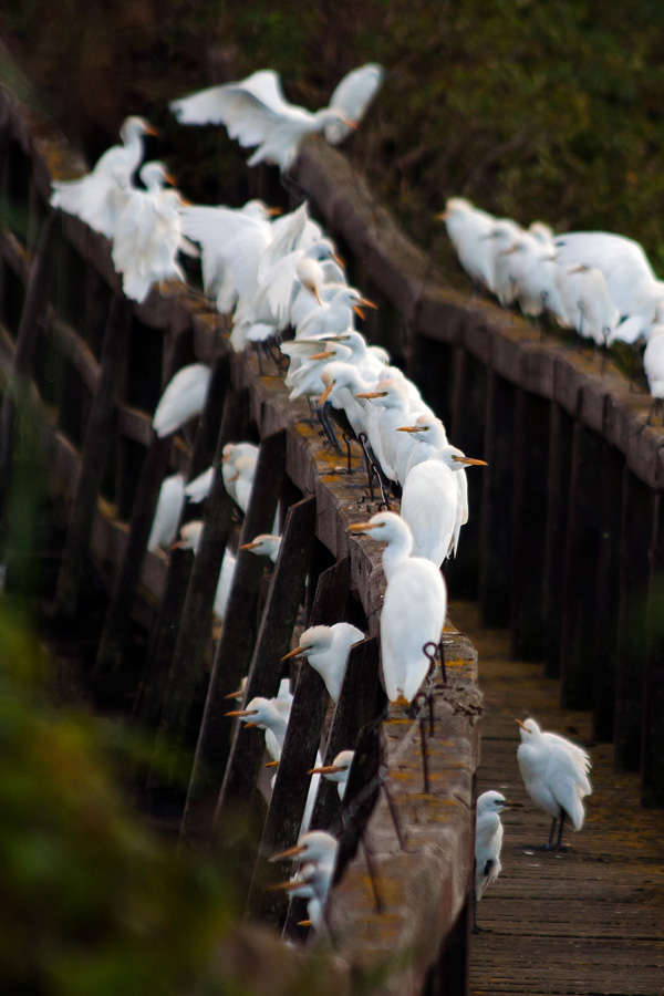 Aironi sul vecchio ponte
