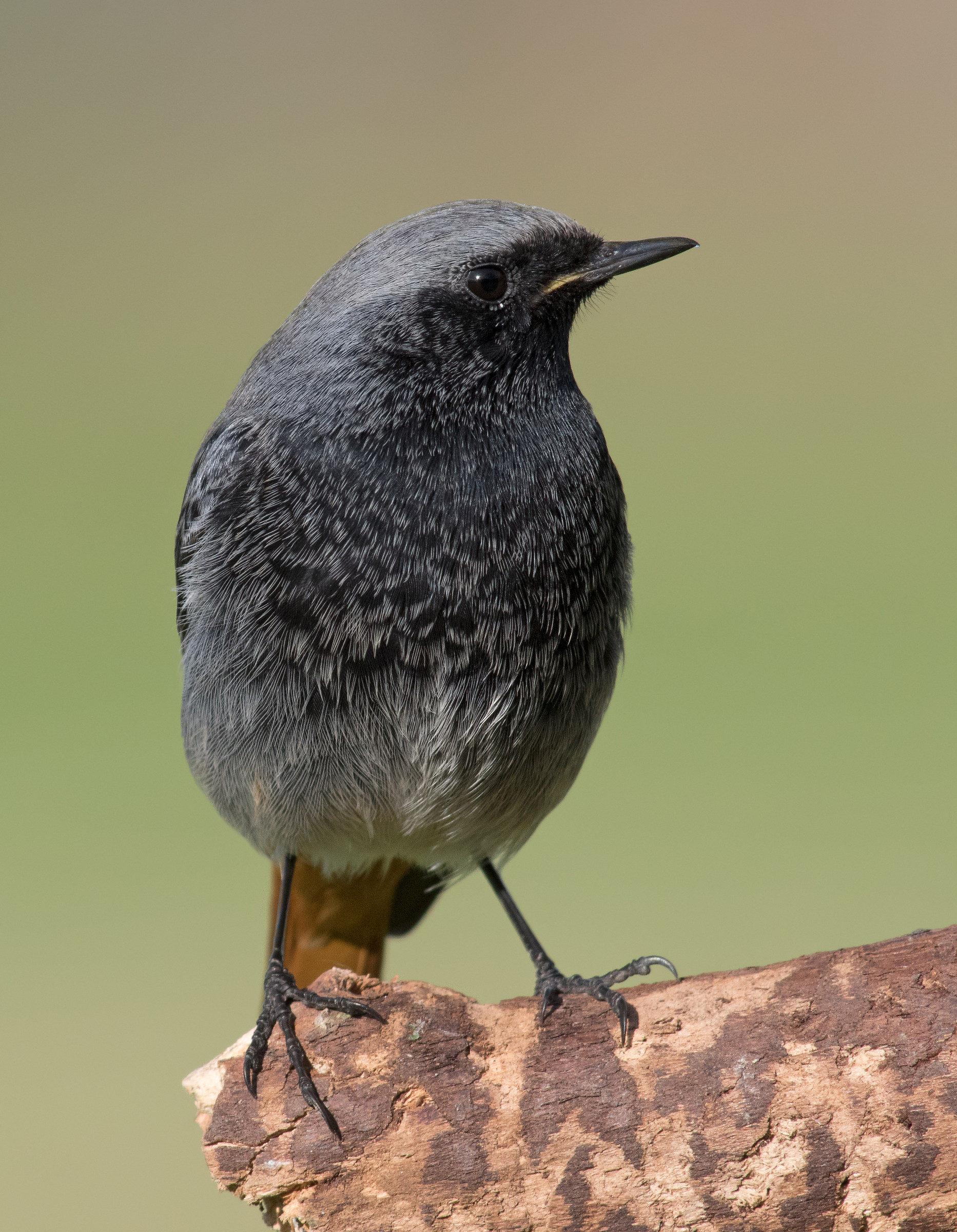 Codirosso spazzacamino