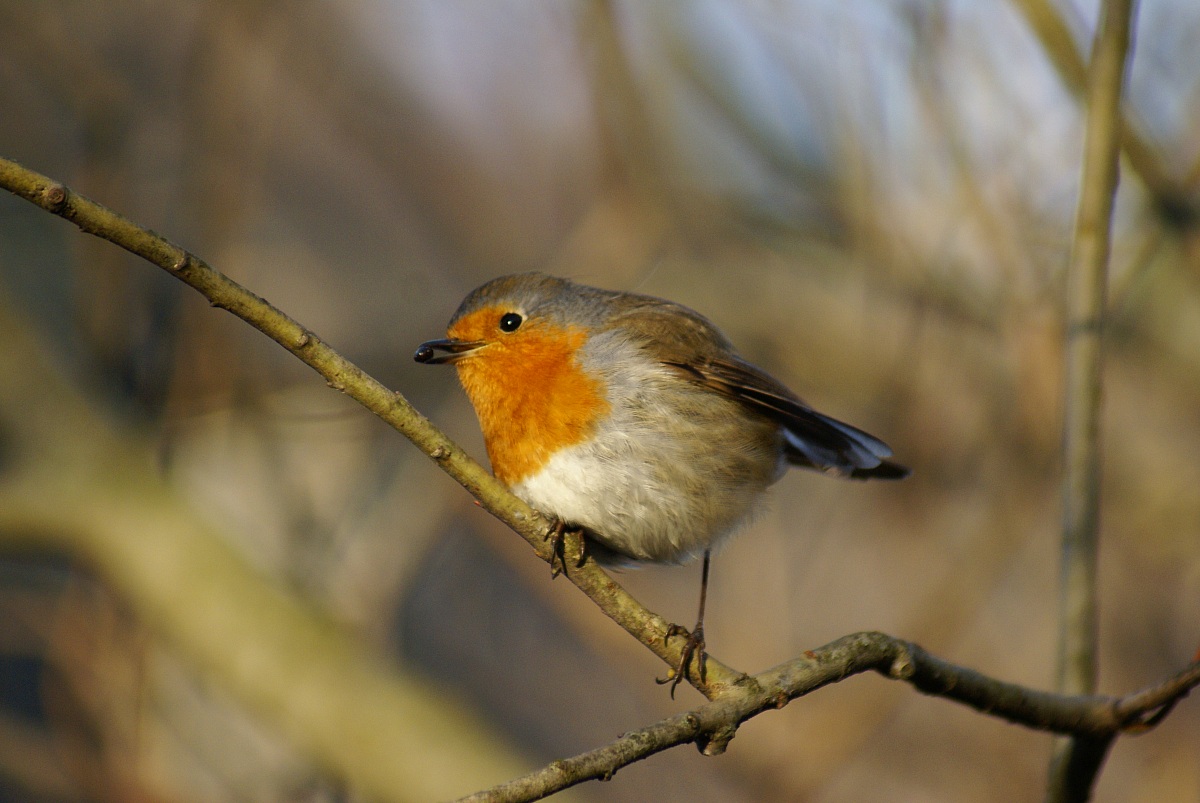 Robin