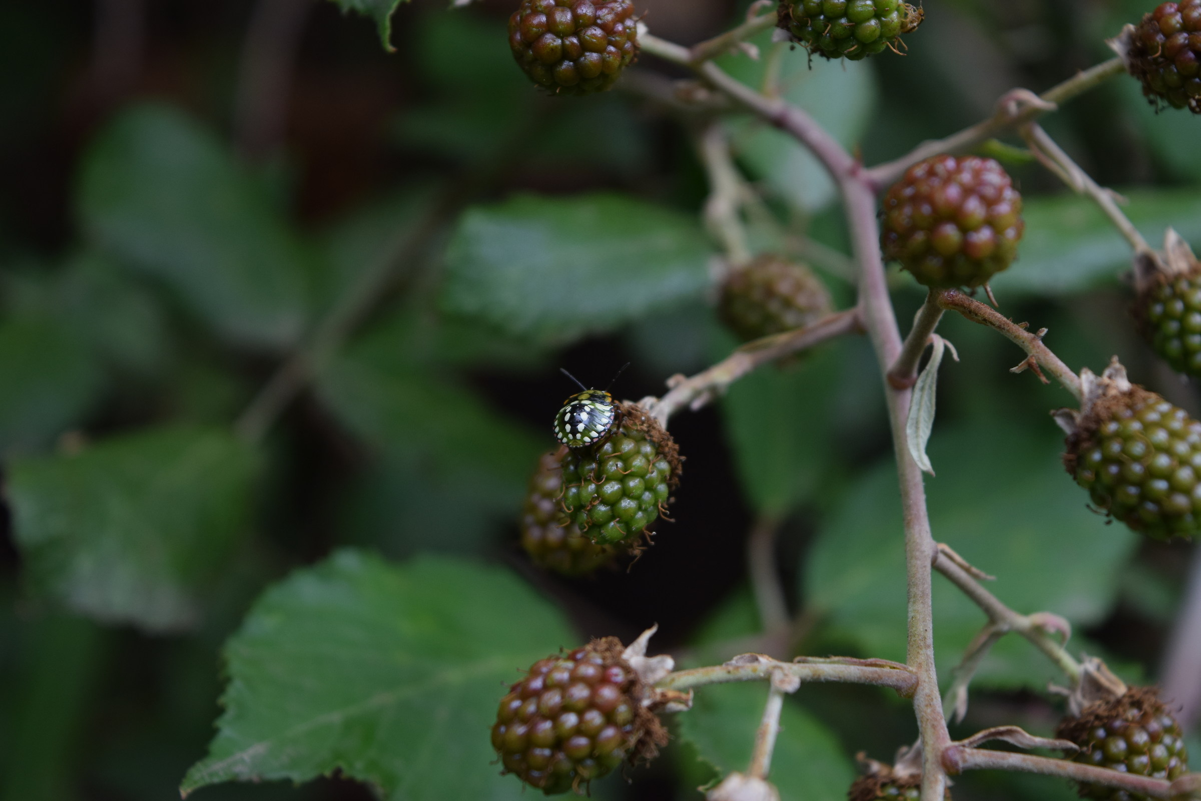 Saintes Marie de la Mer