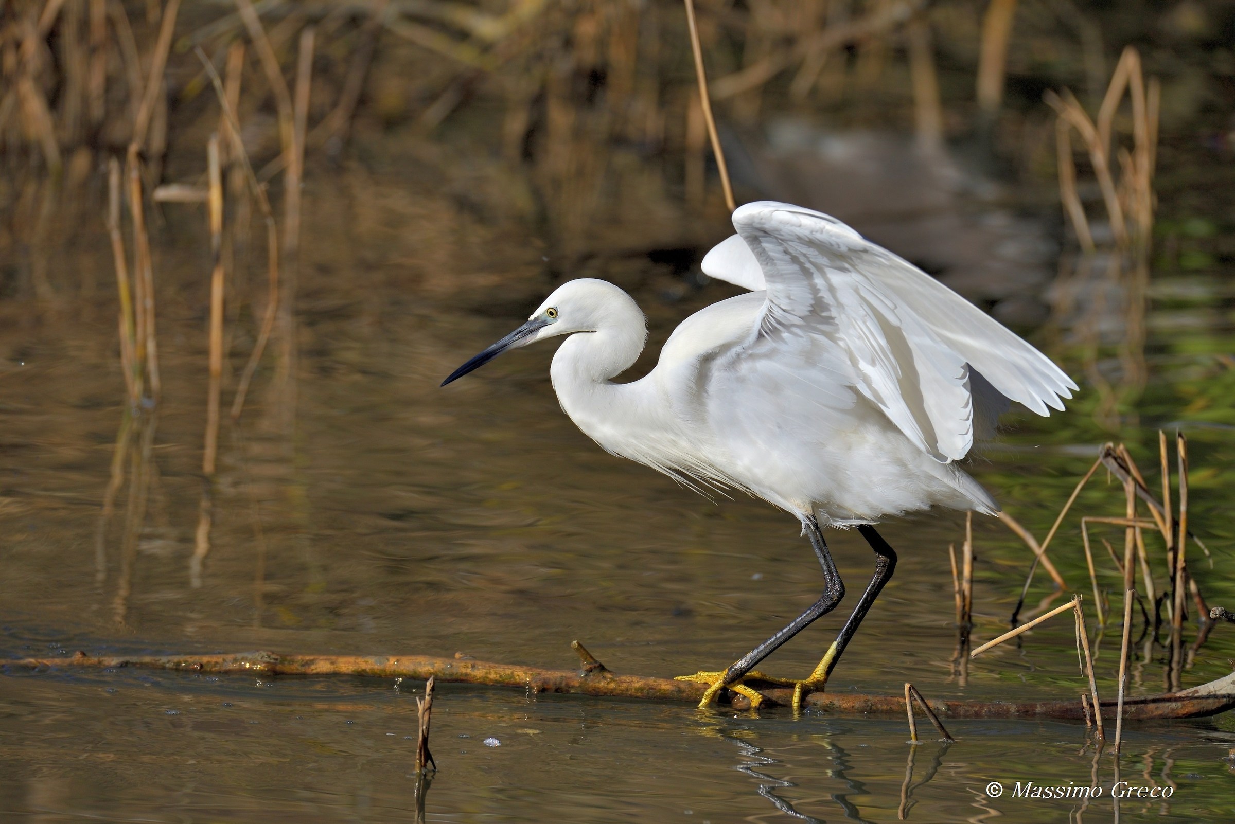 L'equilibrista - Garzetta egretta
