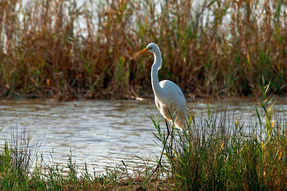 Ardea Alba (abm)