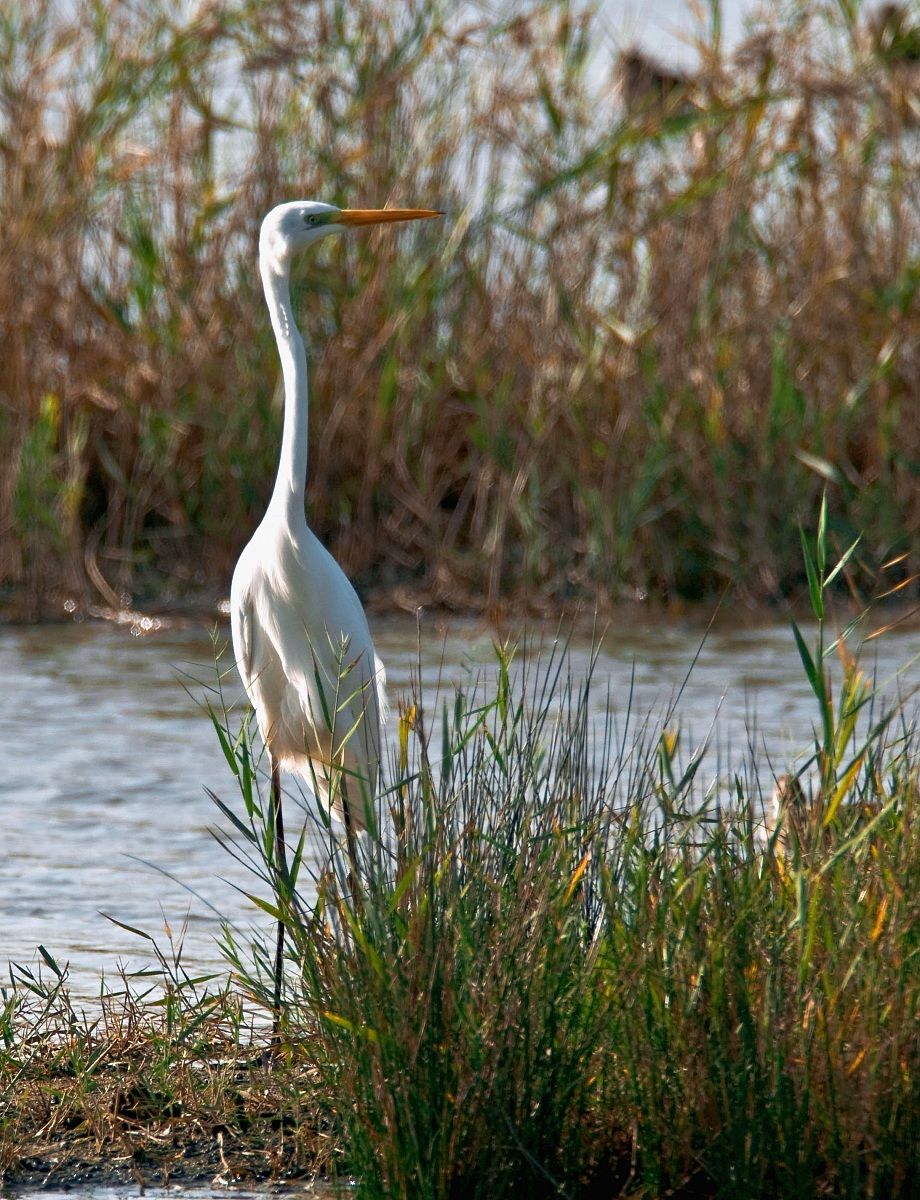 Ardea Alba 3
