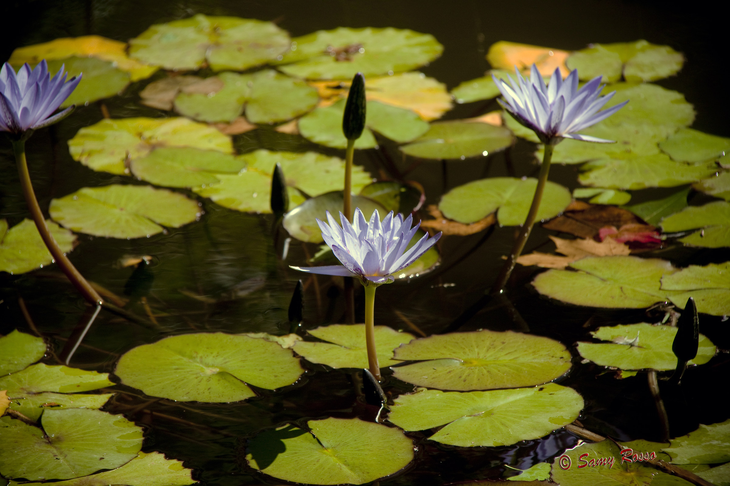 Waterlilies