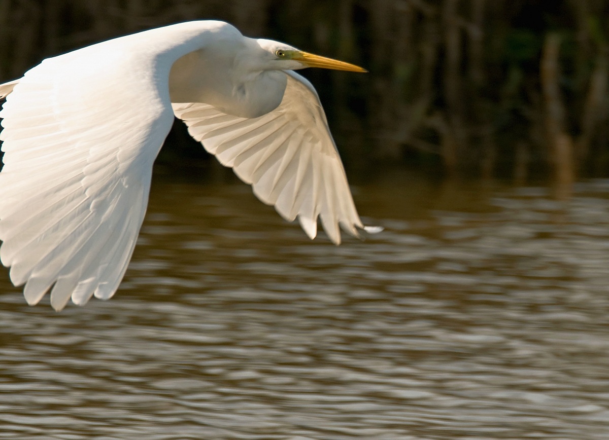 Ardea Alba 4