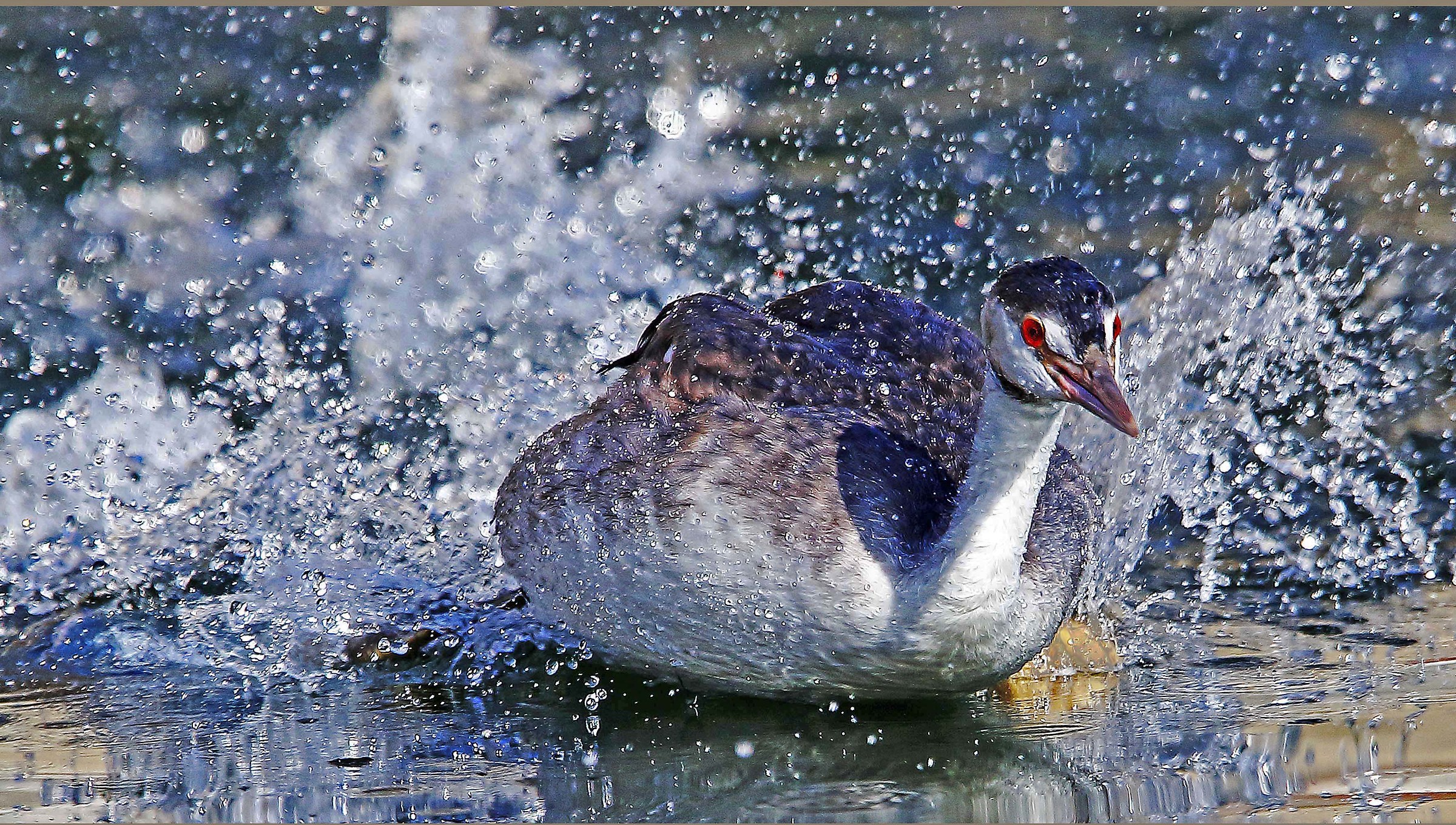 La corsa sull'acqua dello svasso maggiore