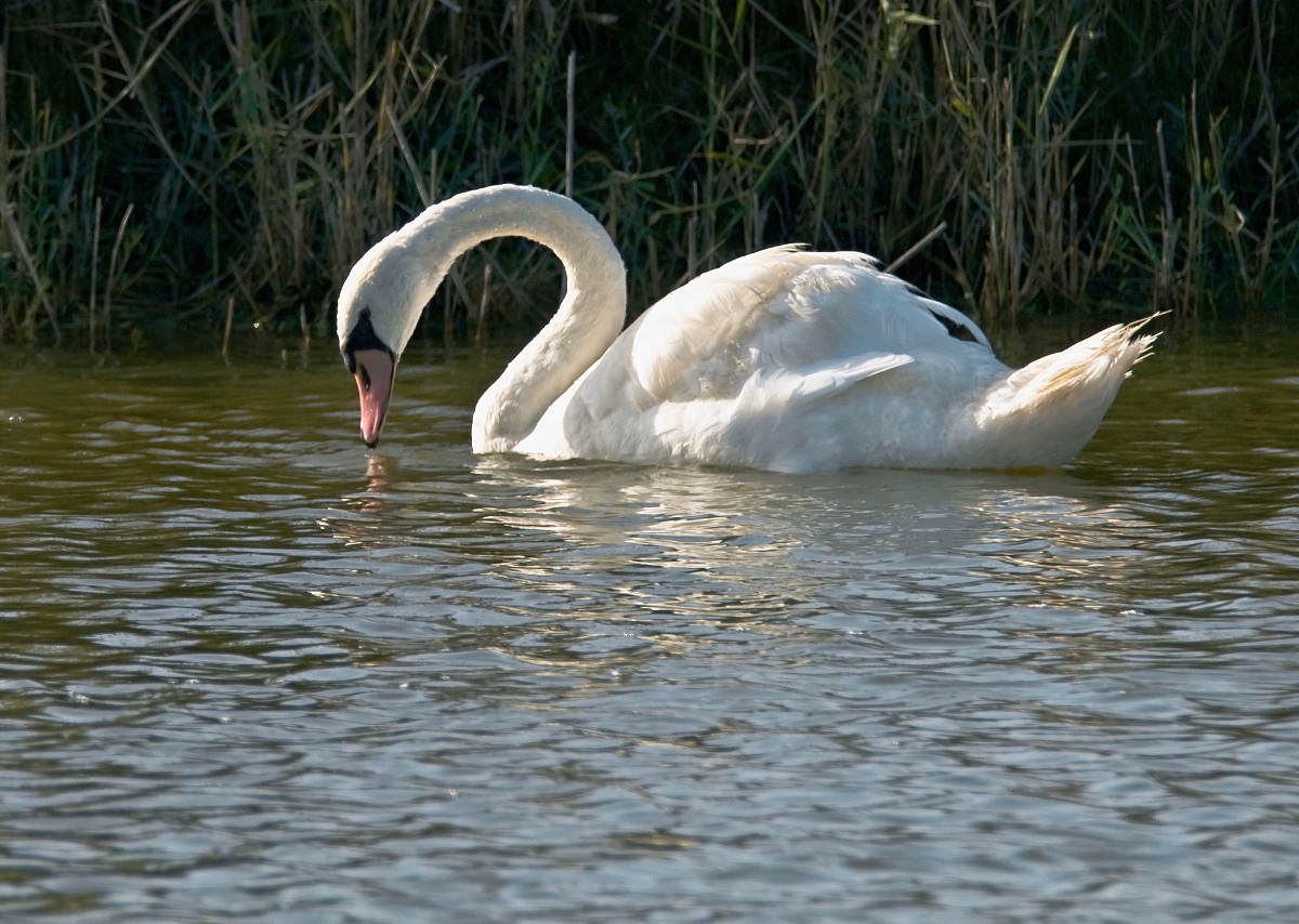 Swan 2