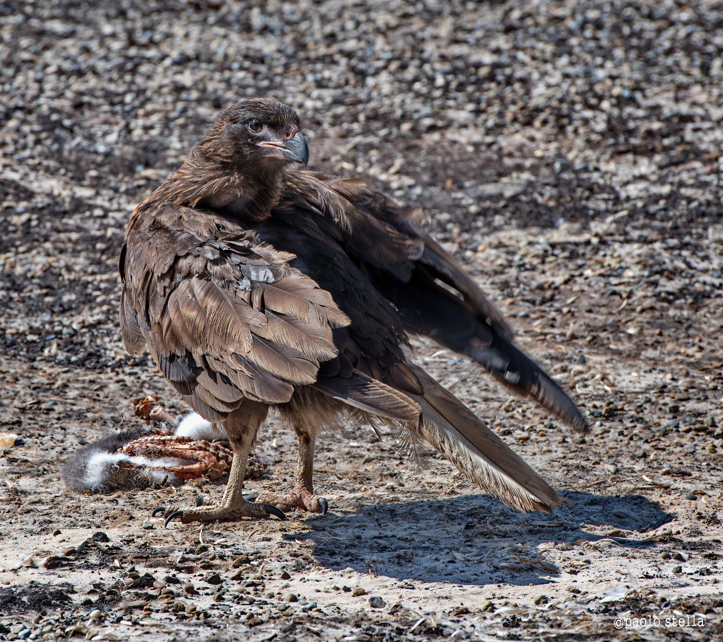 striated caracara (Phalcoboenus australis)