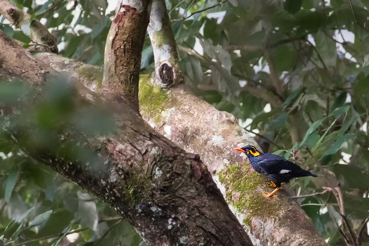 Southern Hill Myna
