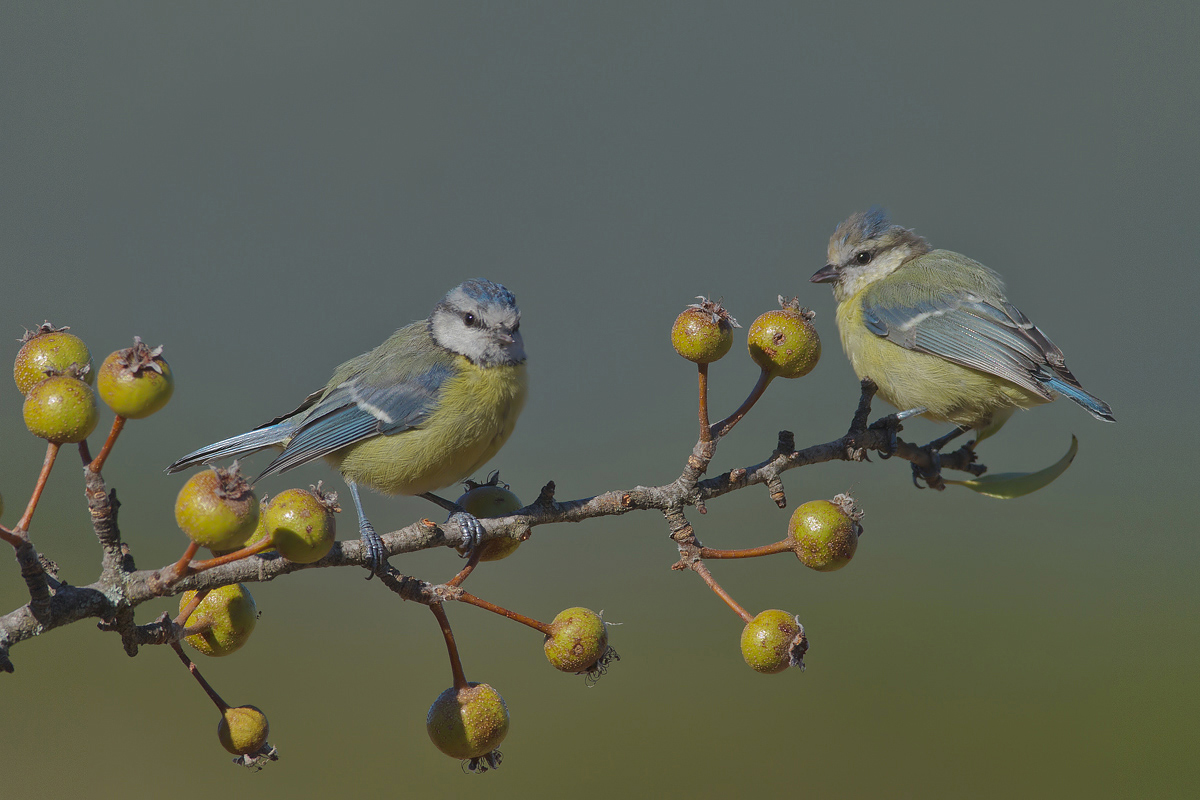 giovane cincie sarde