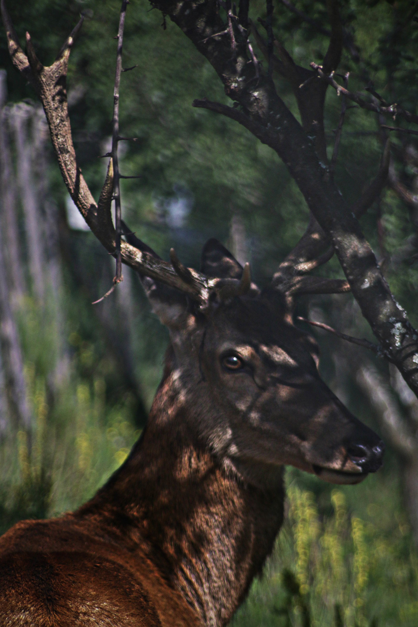 A deer is watching you