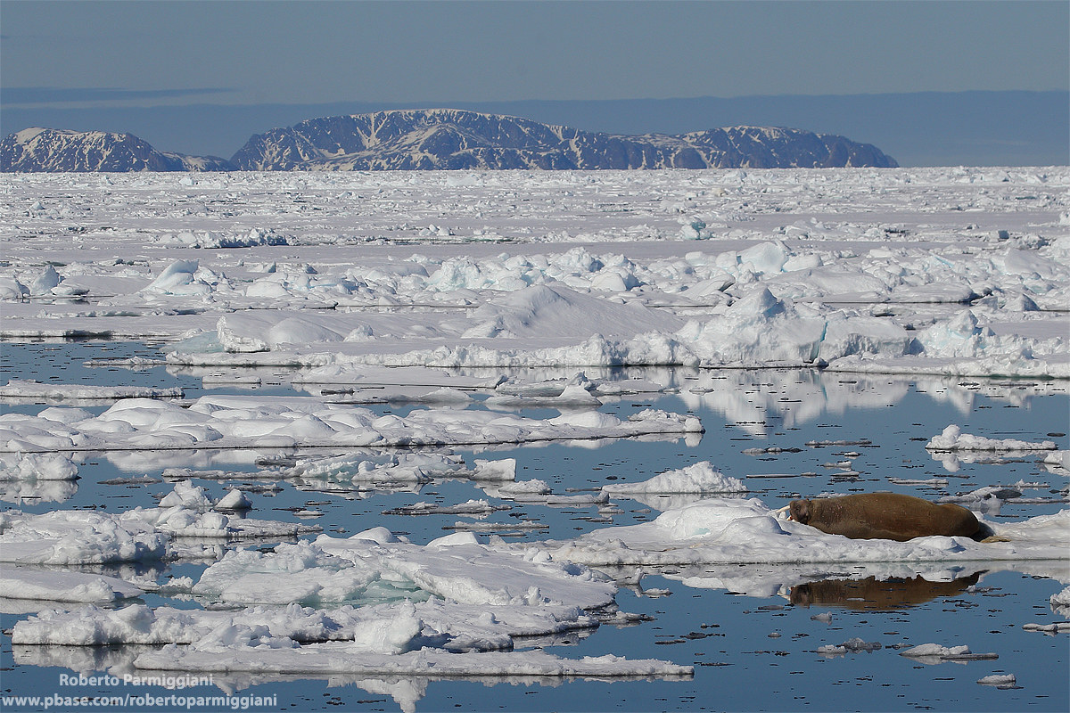Riposo tra i ghiacci