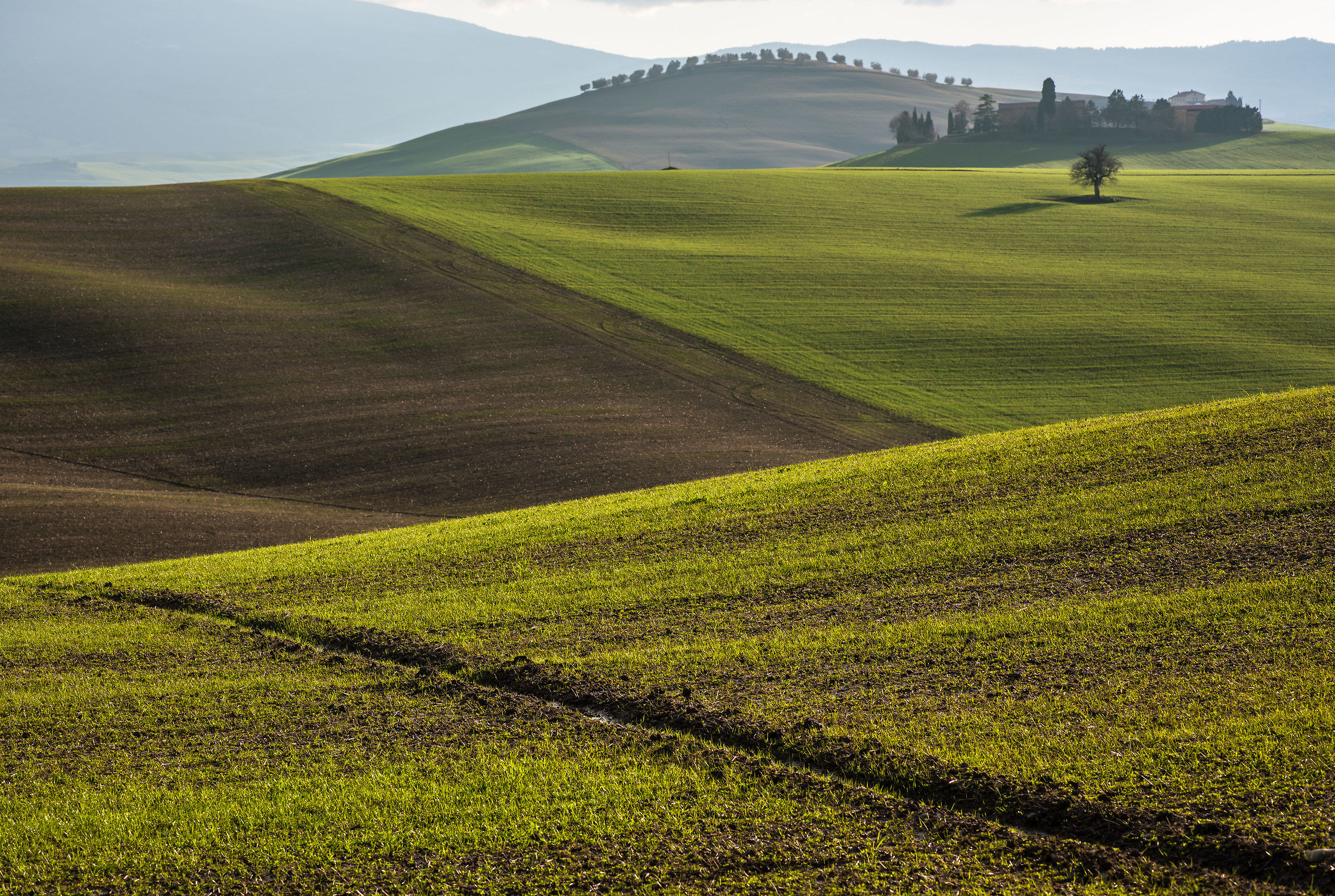Sembra quasi un mare l'erba ...