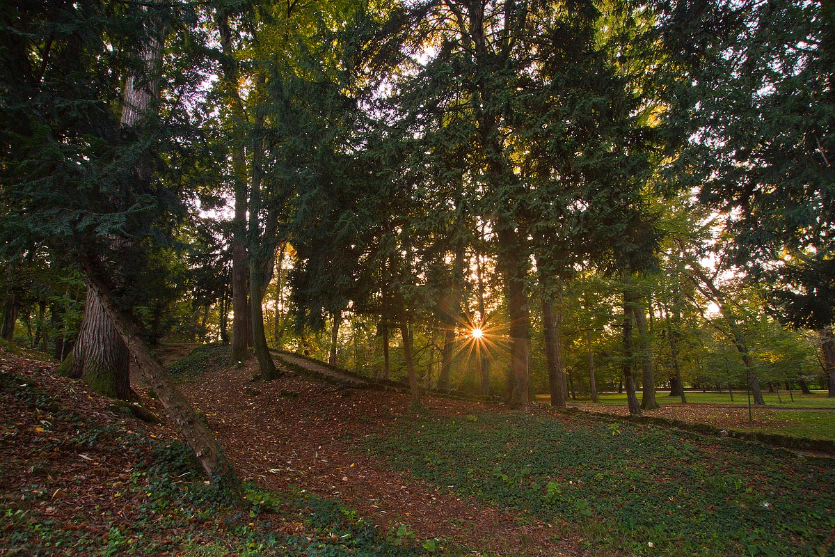 Il sole tra gli alberi