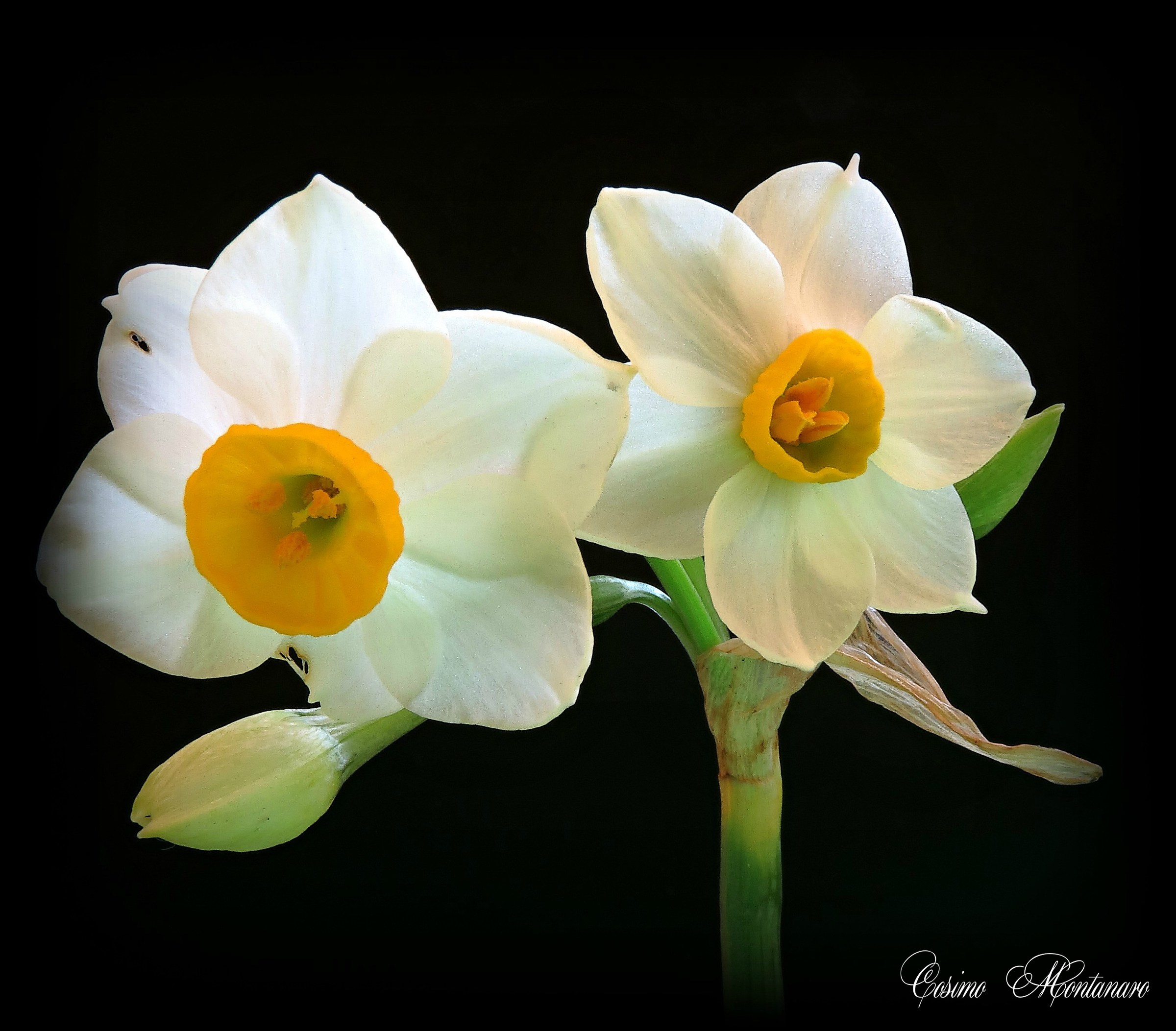 Narcissus tazetta