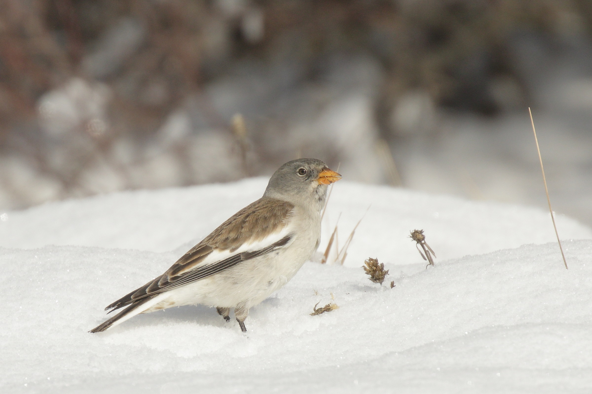 Alpine chaffinch