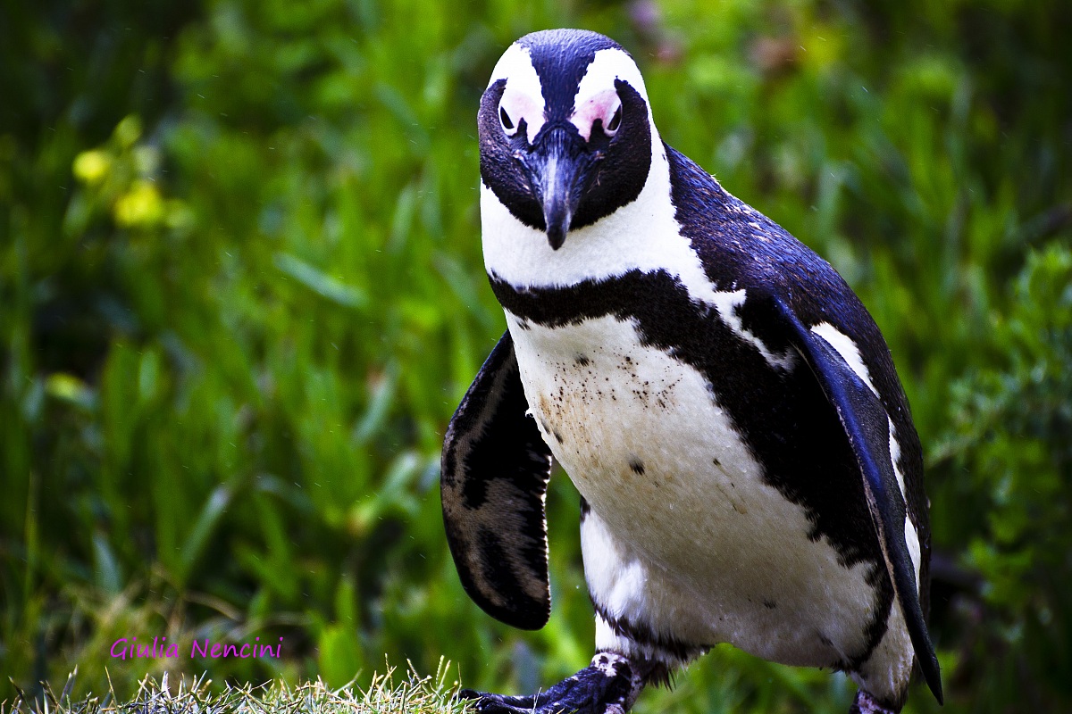 Pinguino sudafricano