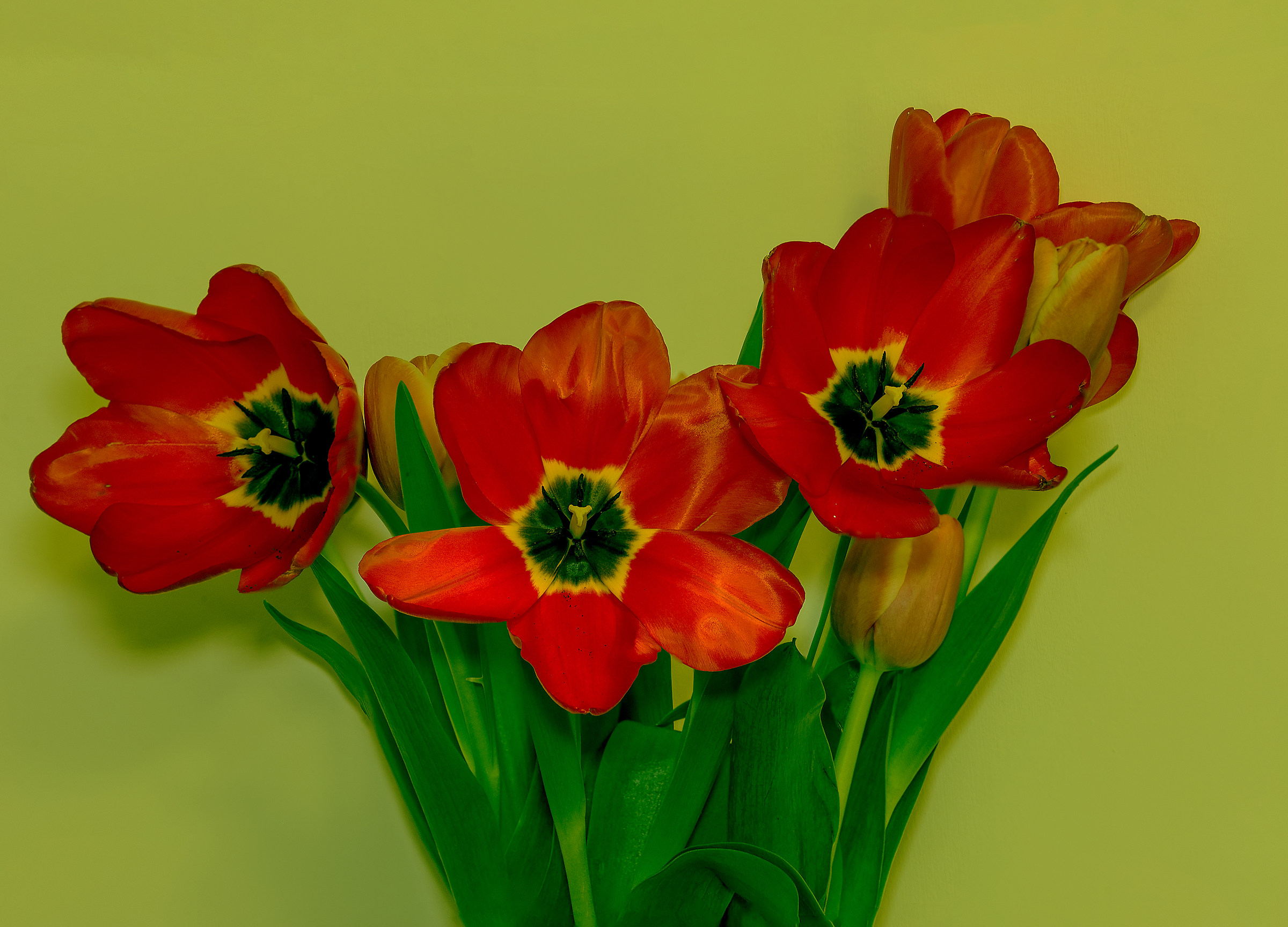 Tulips