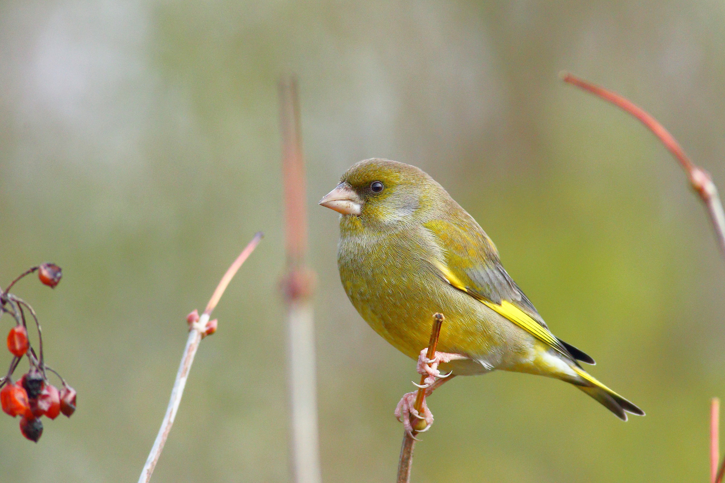 greenfinch