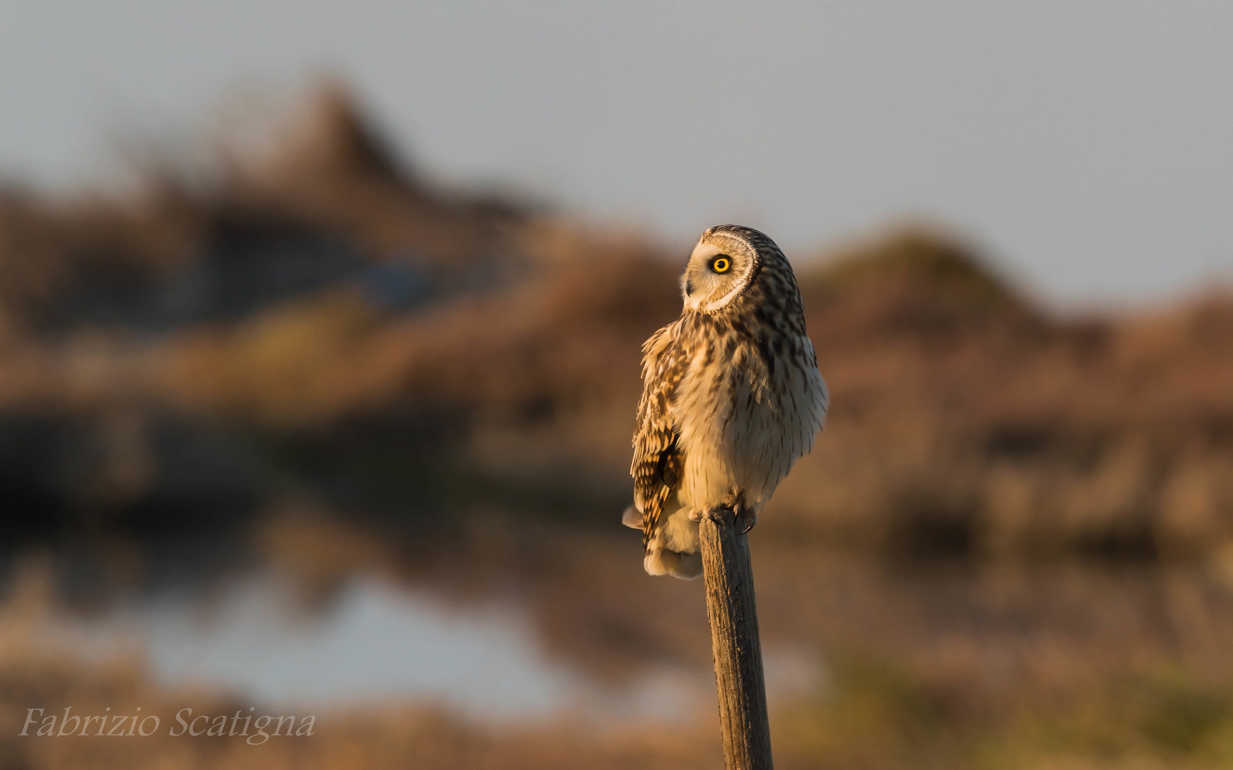 marsh owl