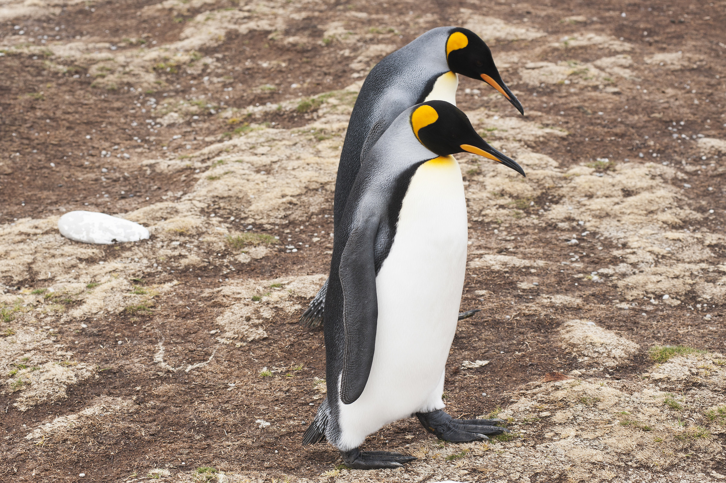 Falkland Volunteer 2012