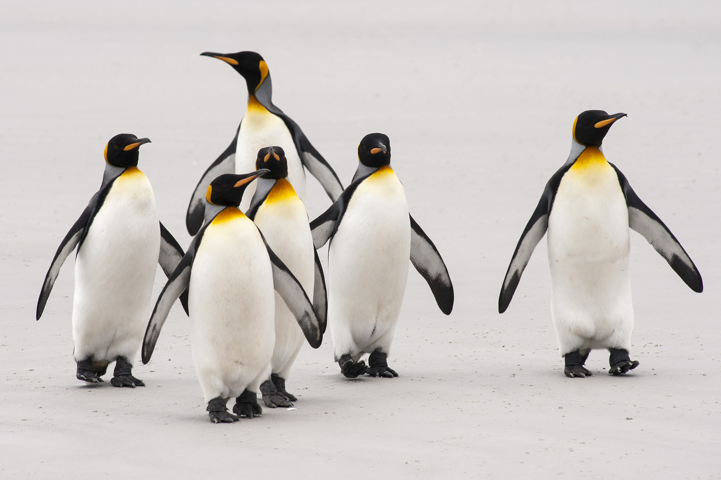 Falkland Volunteer 2012