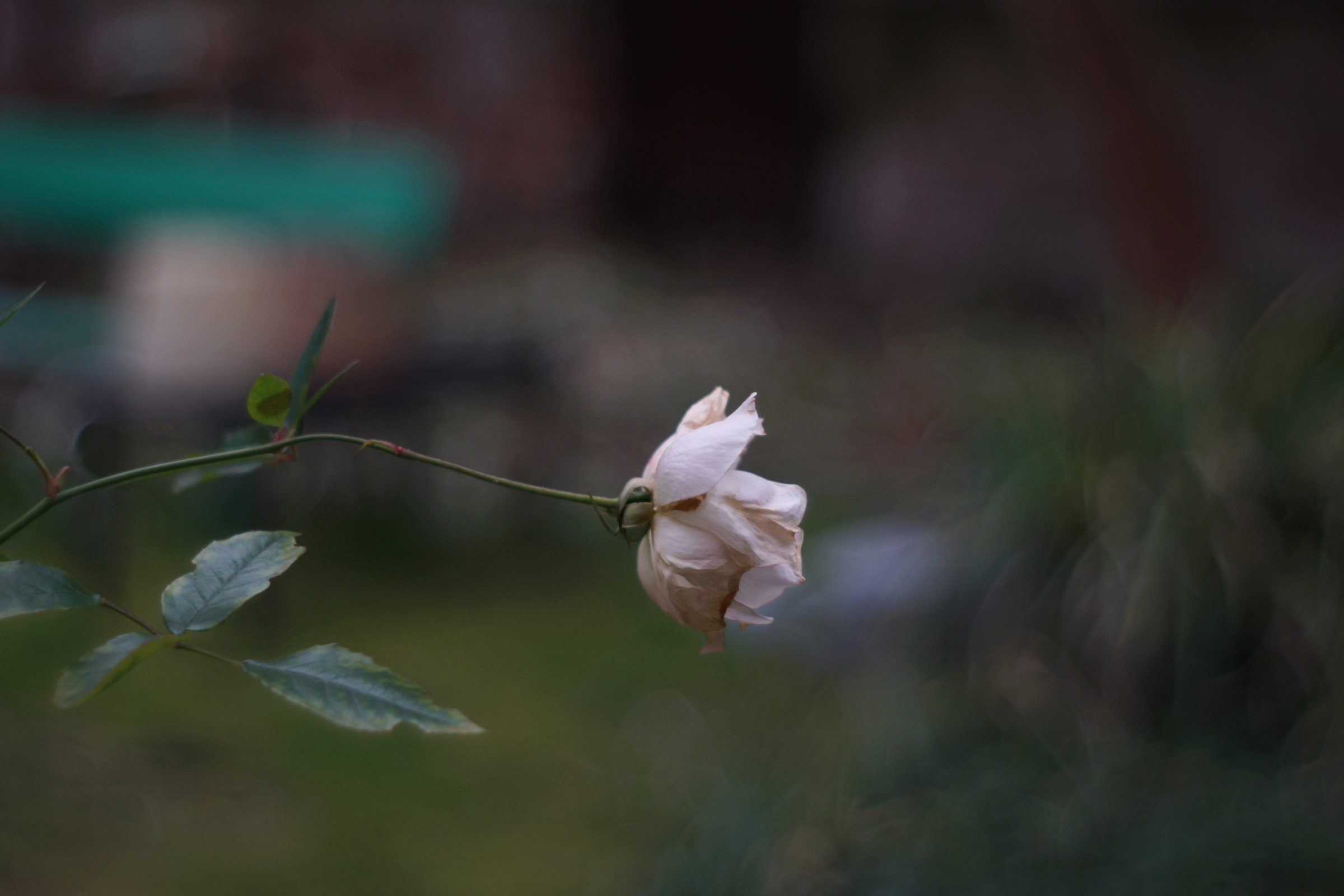 White rose f / 2