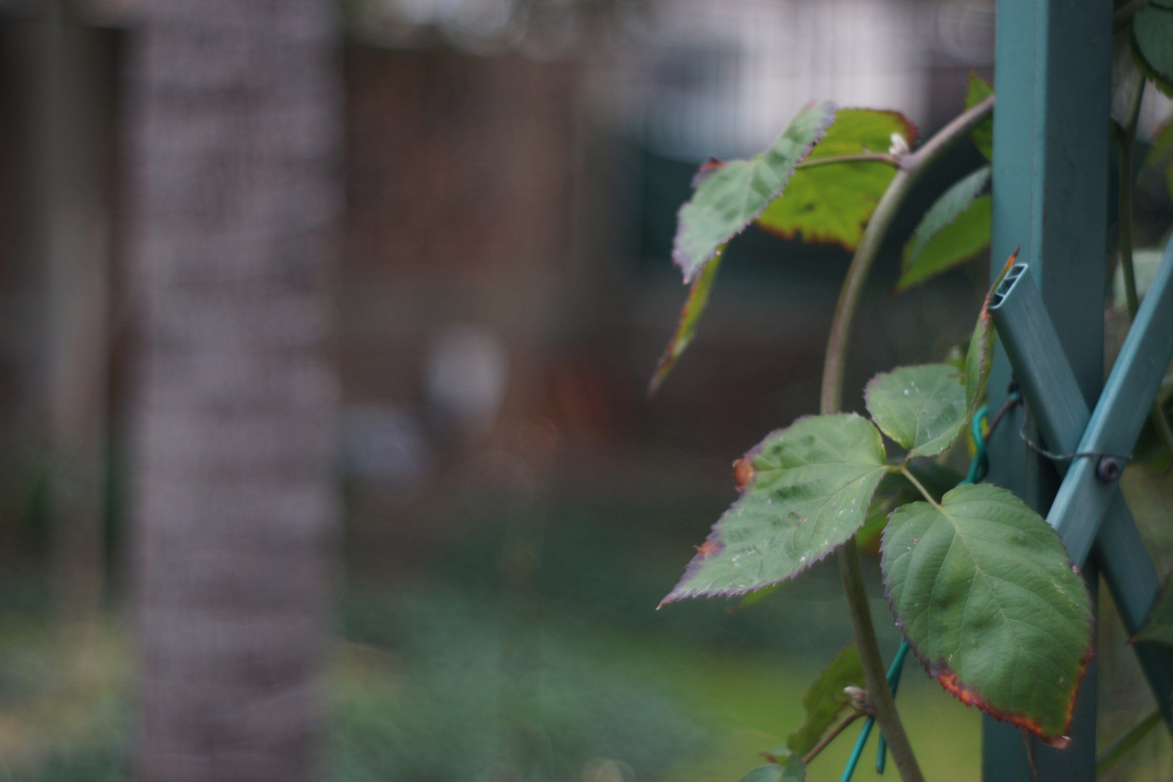 Fence with blackberry leaves