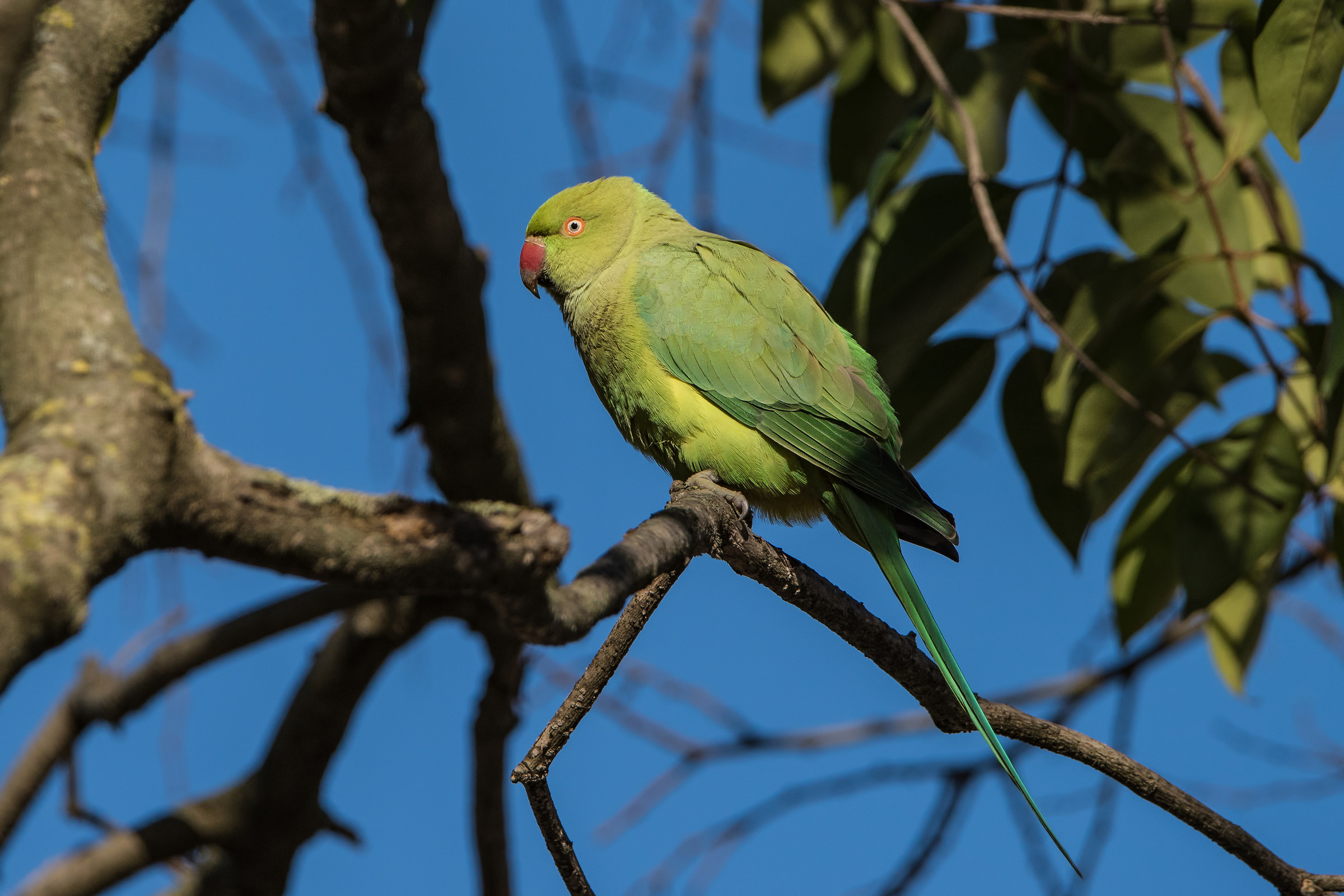 Collared parakeet