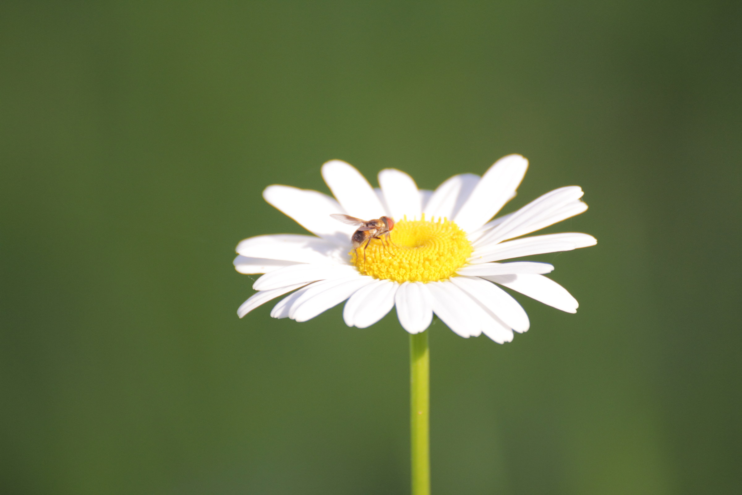 Fly on daisy